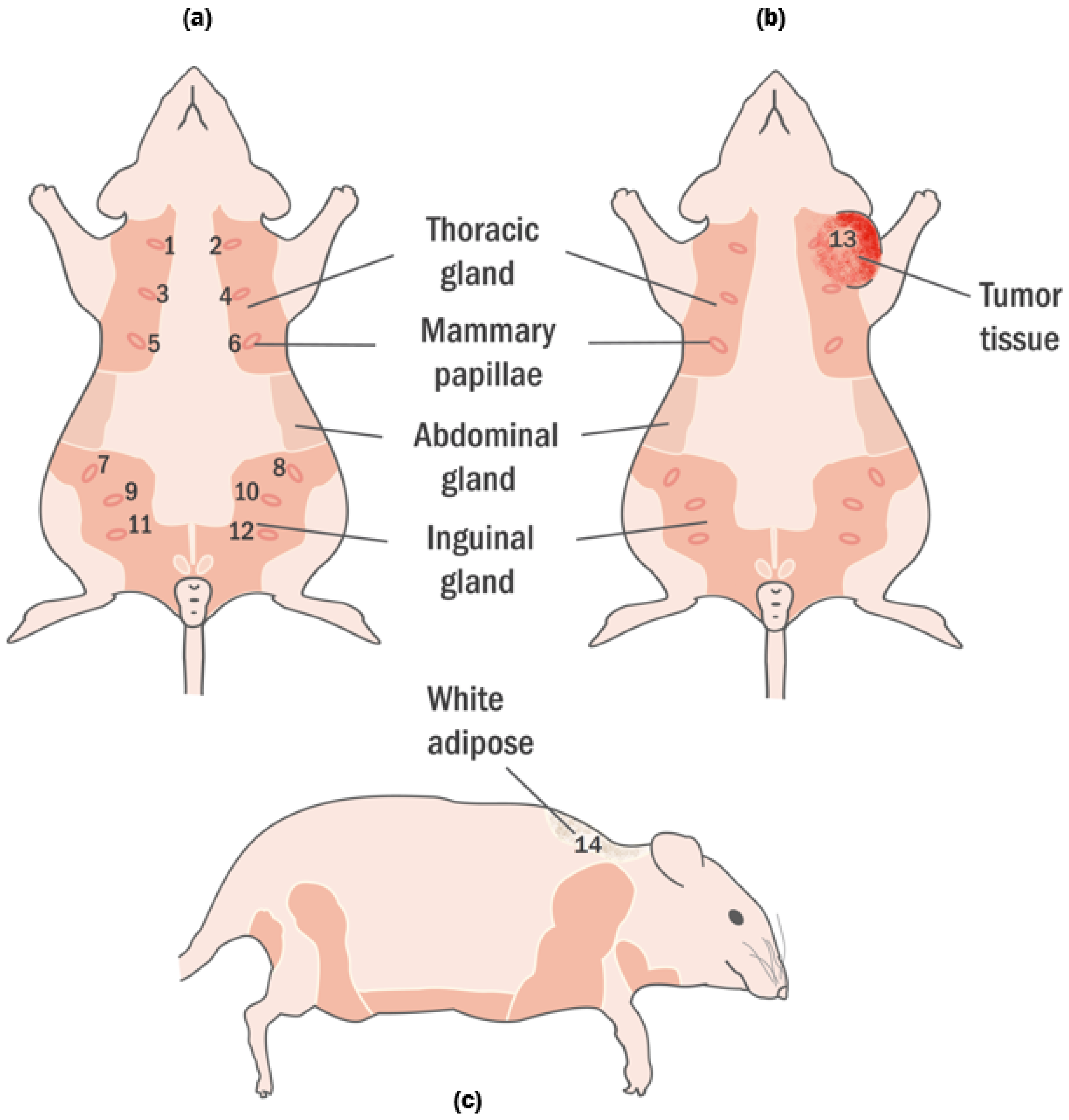 Diagnostics 11 00338 g001