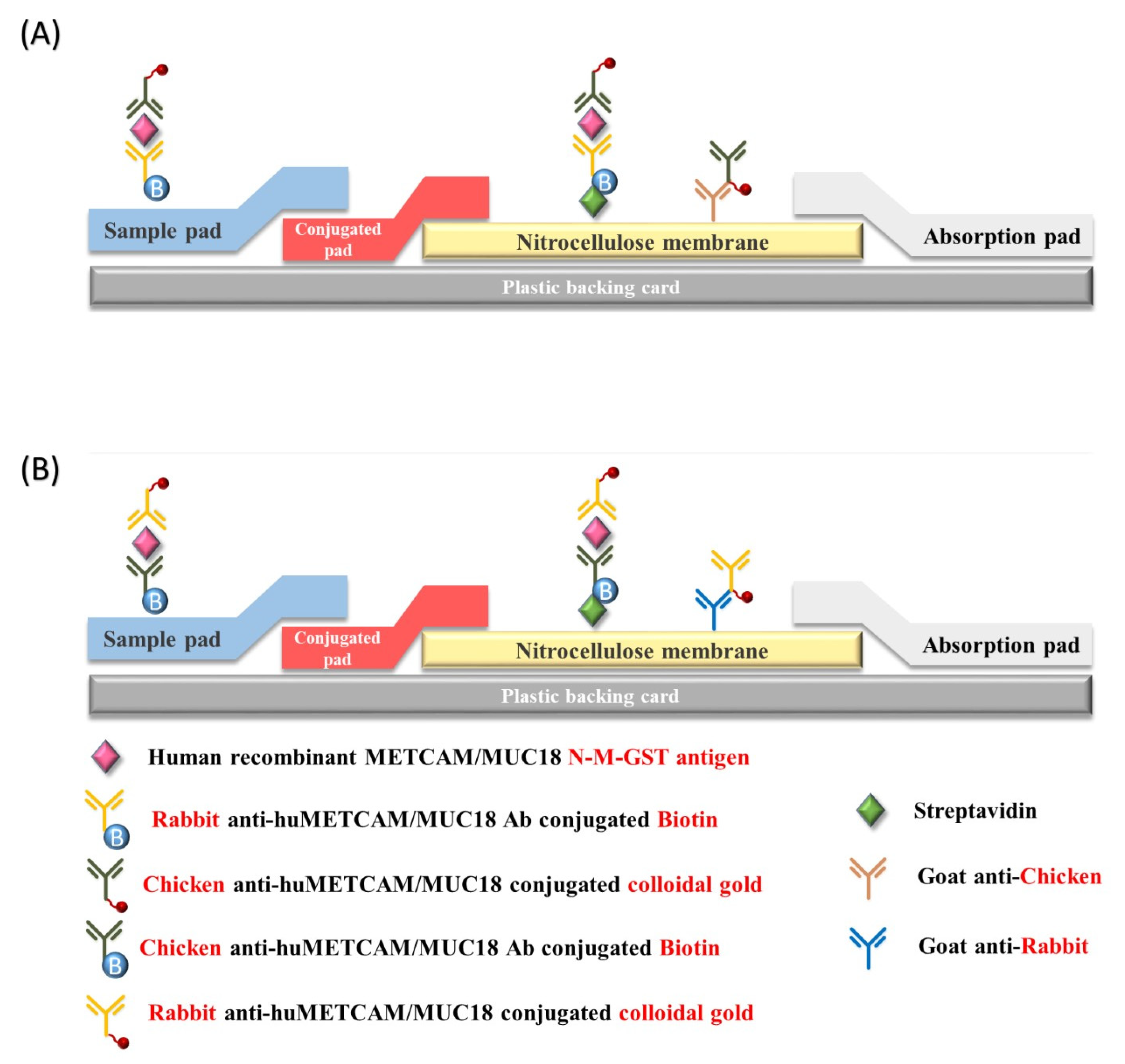 Diagnostics 11 00443 g001