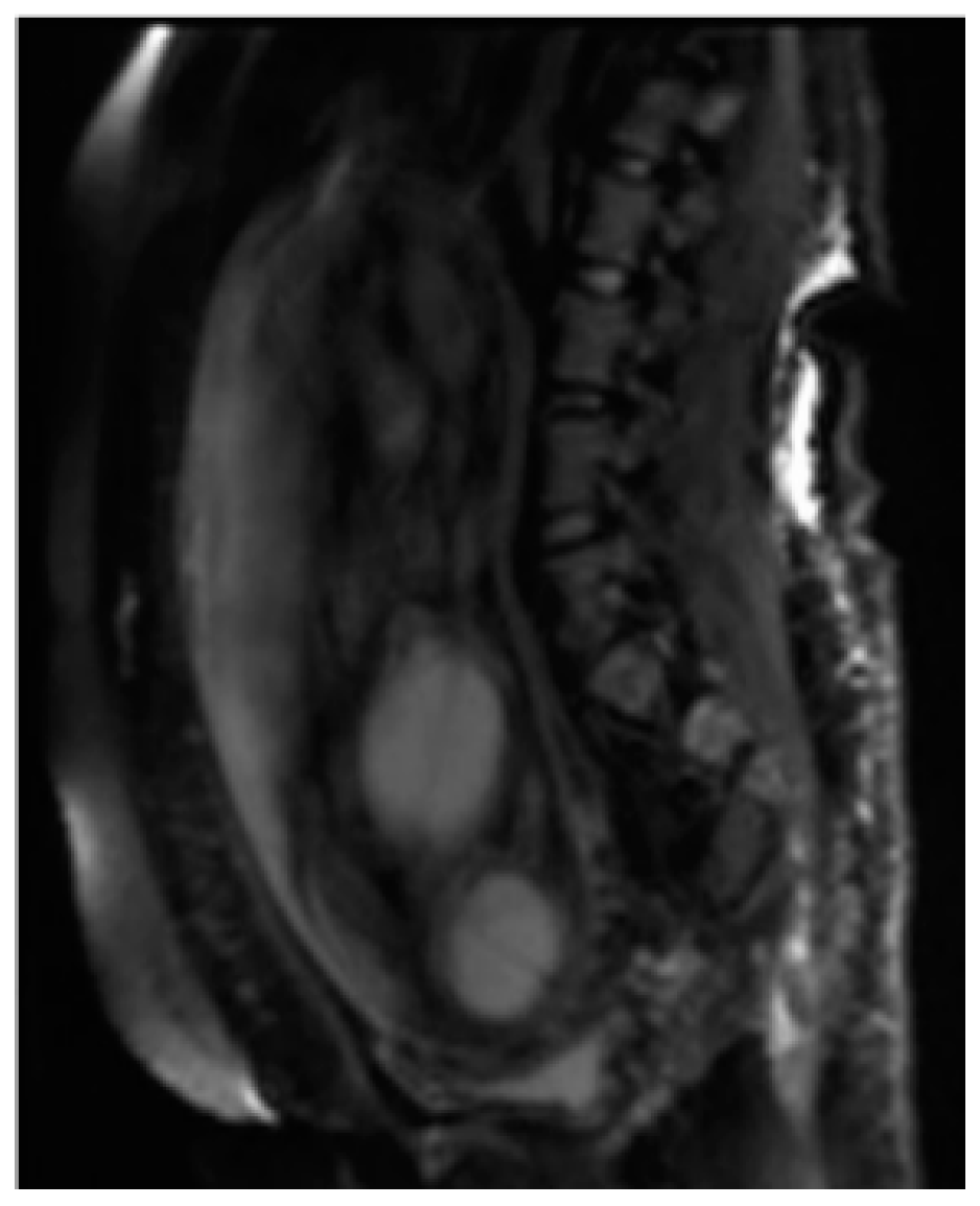 Diagnostics 11 00445 g002