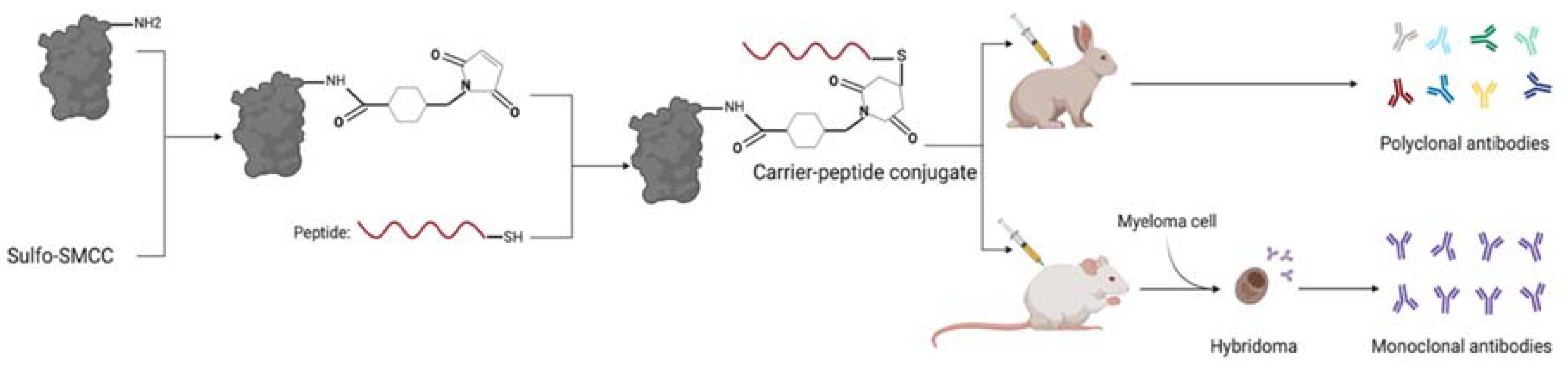 Diagnostics 11 00600 g001