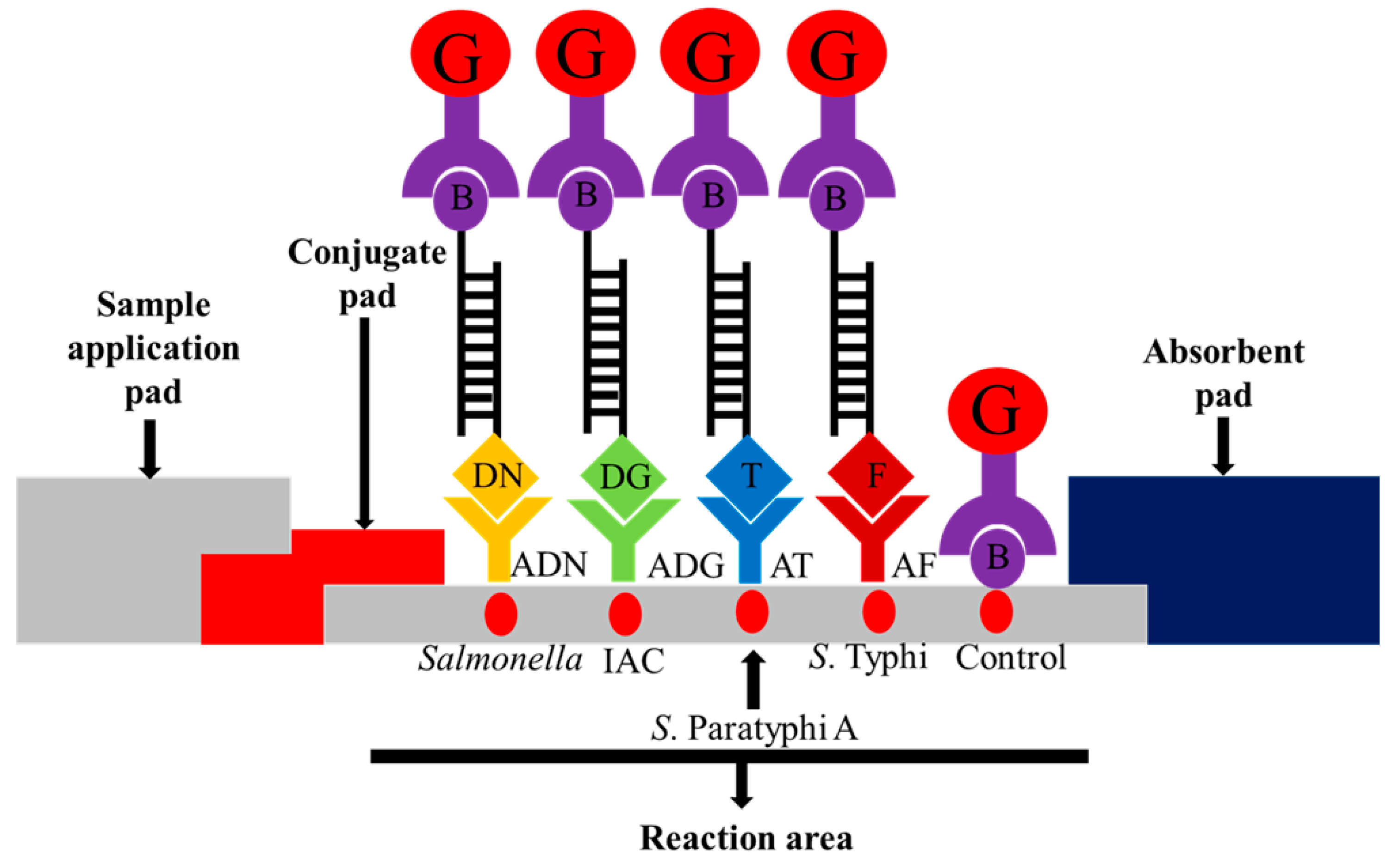Diagnostics 11 00700 g001 Diagnostics 11 00700 g001