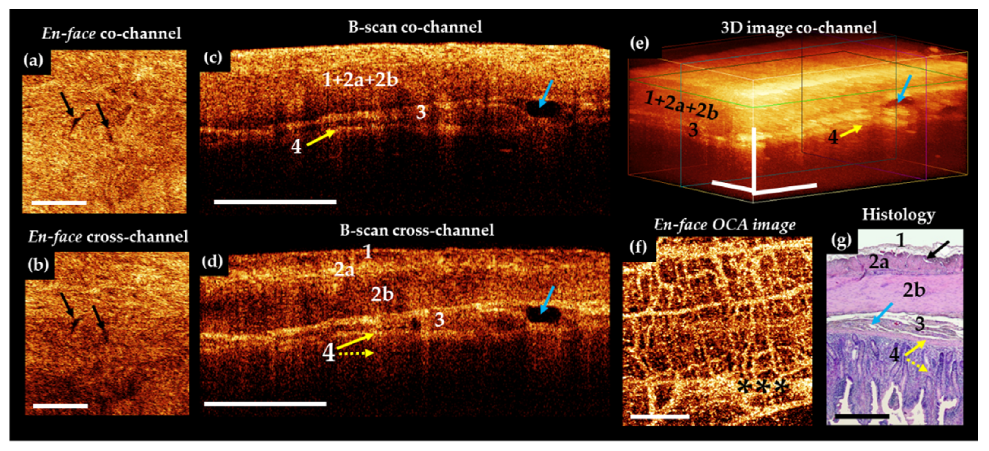 Diagnostics 11 00705 g002