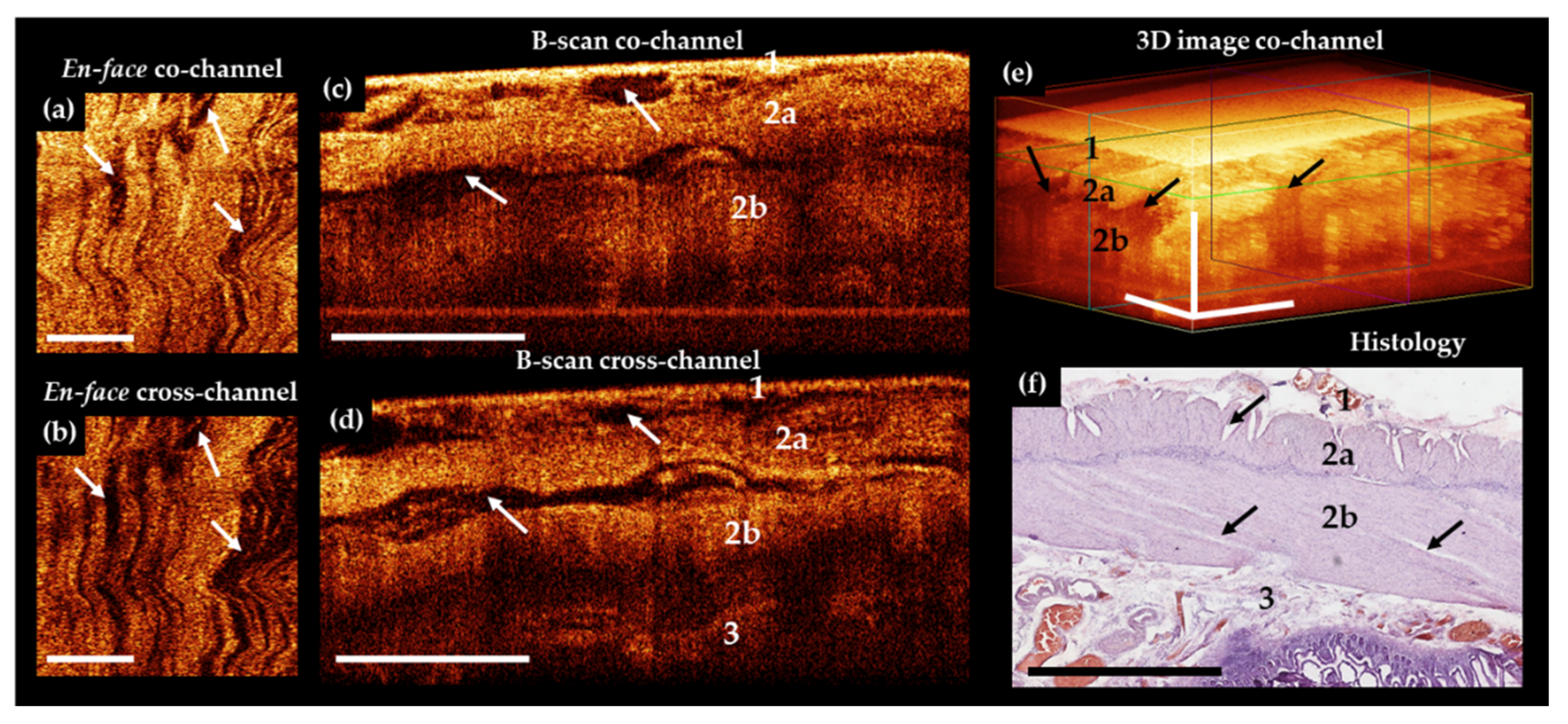 Diagnostics 11 00705 g004