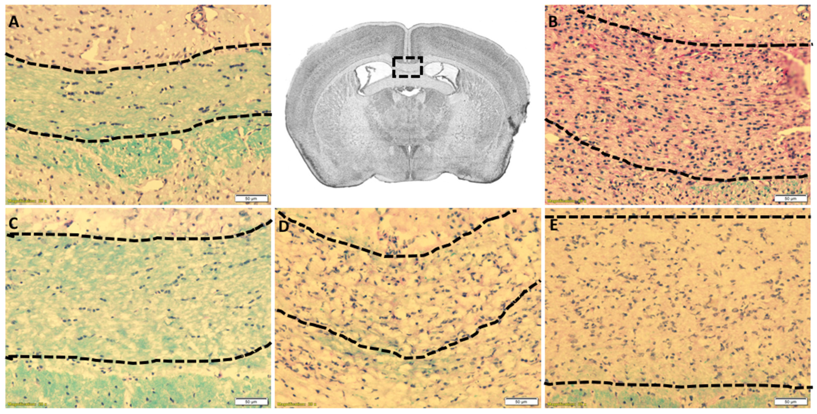 Diagnostics 11 00786 g002