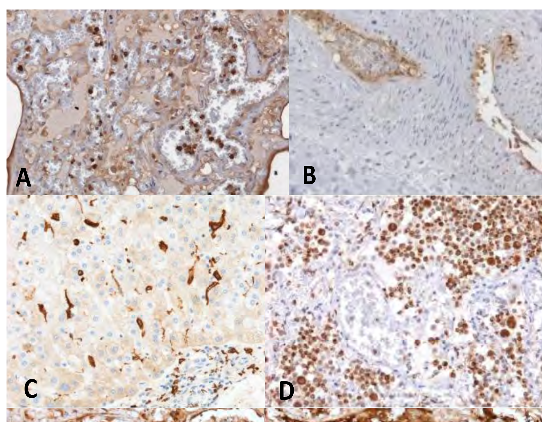 Diagnostics 11 00955 g003 Diagnostics 11 00955 g003