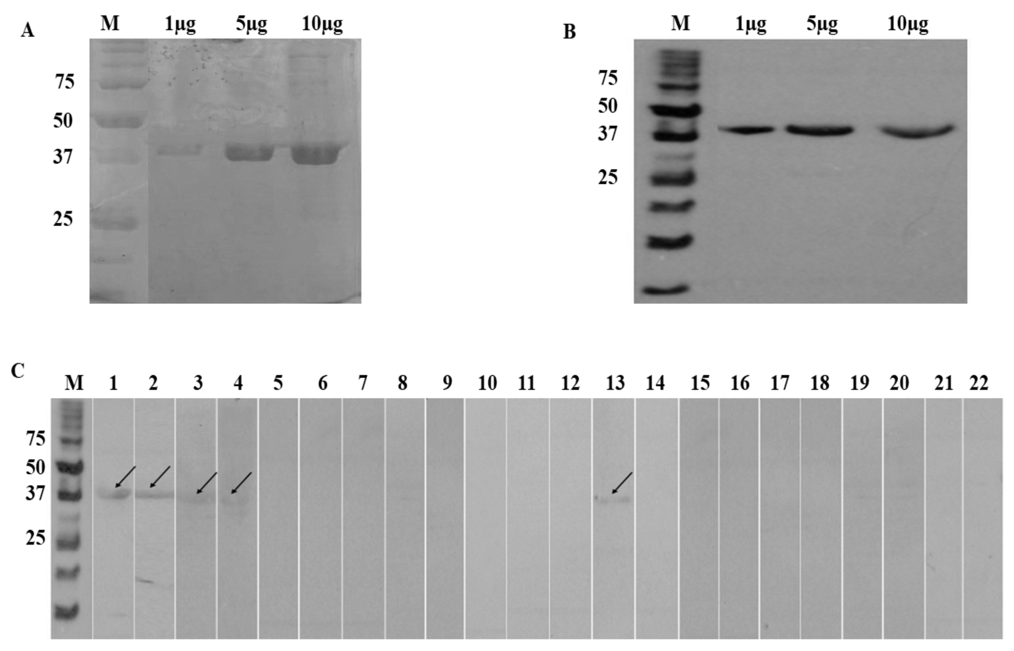 Diagnostics 11 00985 g001