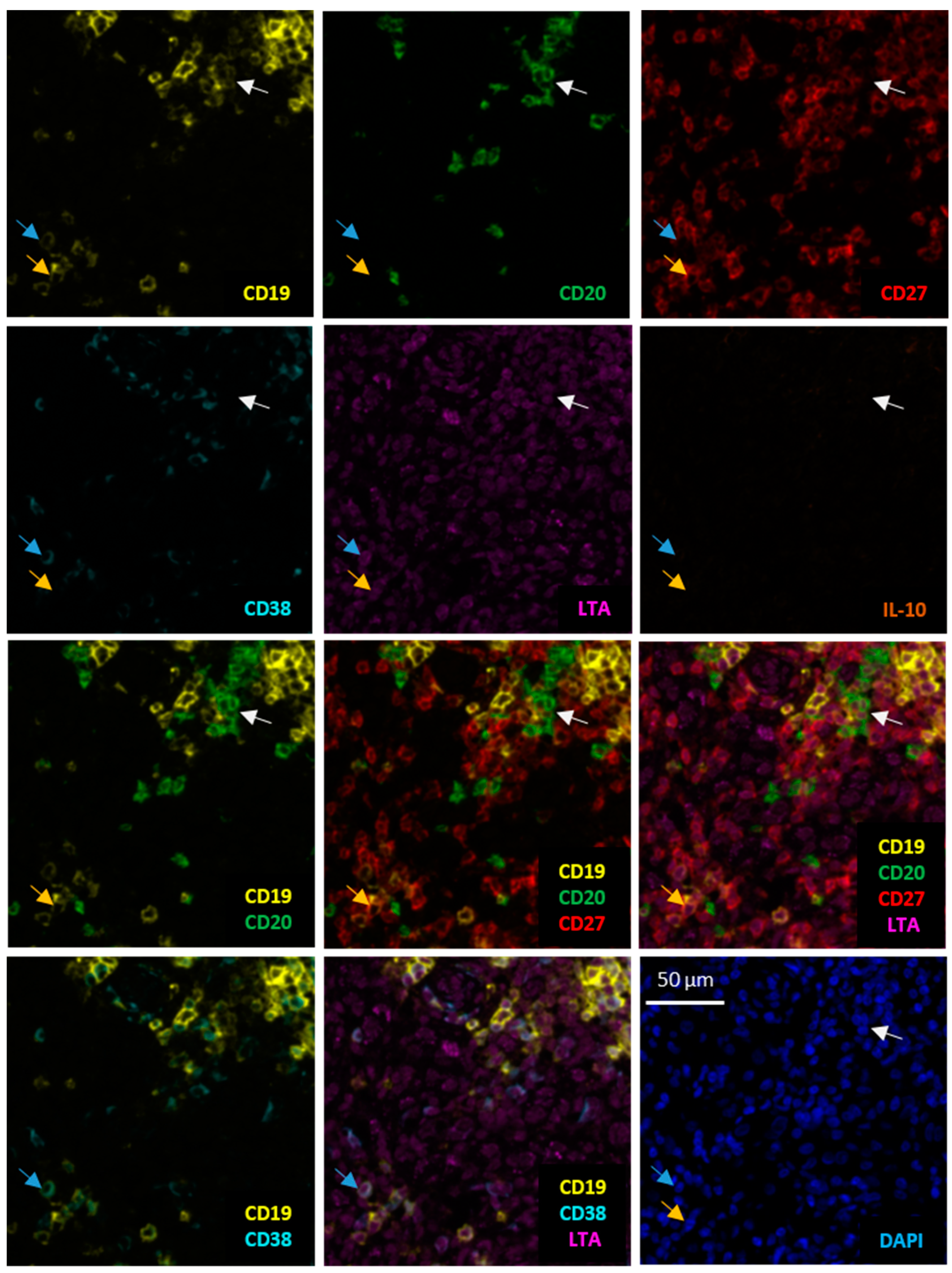 Diagnostics 11 01238 g001