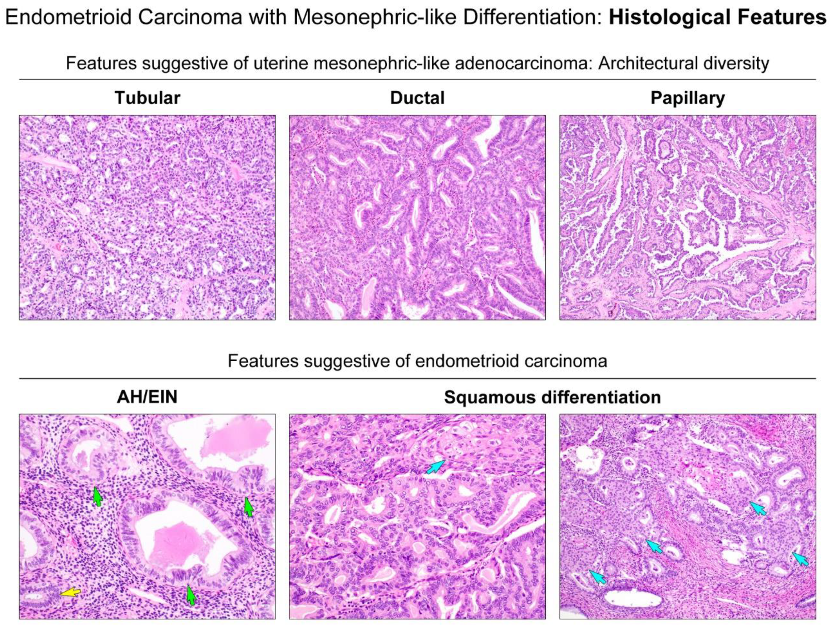 Diagnostics 11 01450 g003 Diagnostics 11 01450 g003