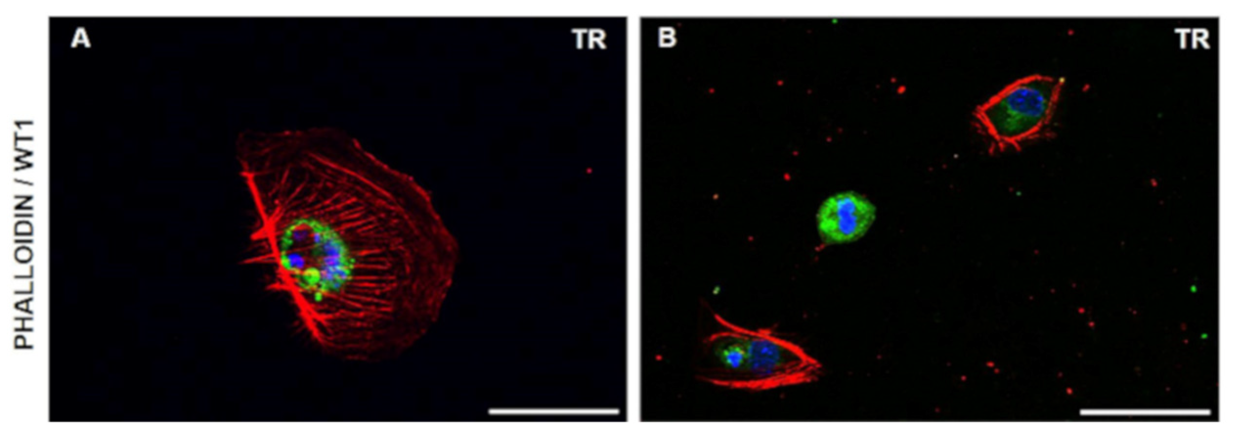 Diagnostics 11 01499 g003