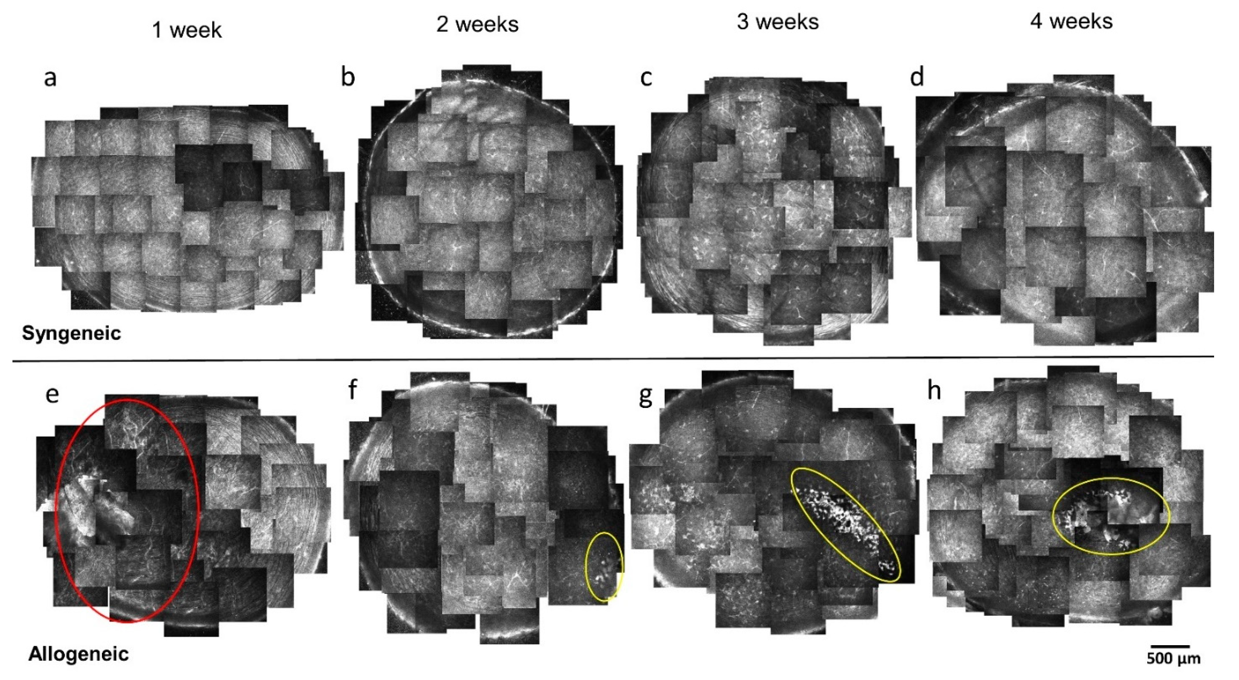 Diagnostics 11 01515 g002