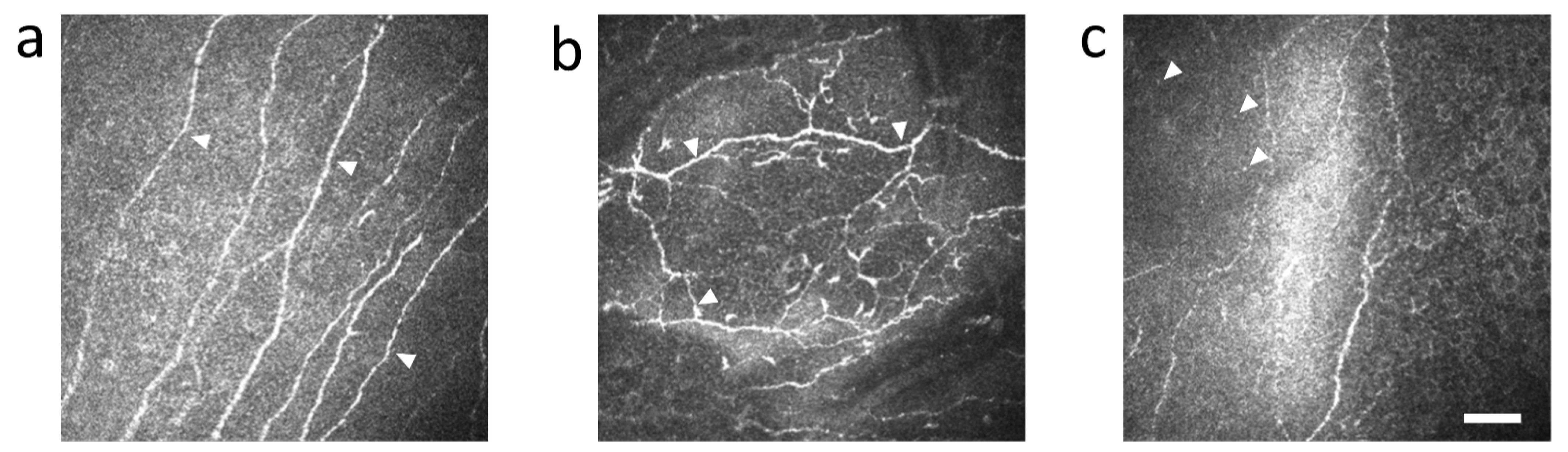 Diagnostics 11 01515 g008