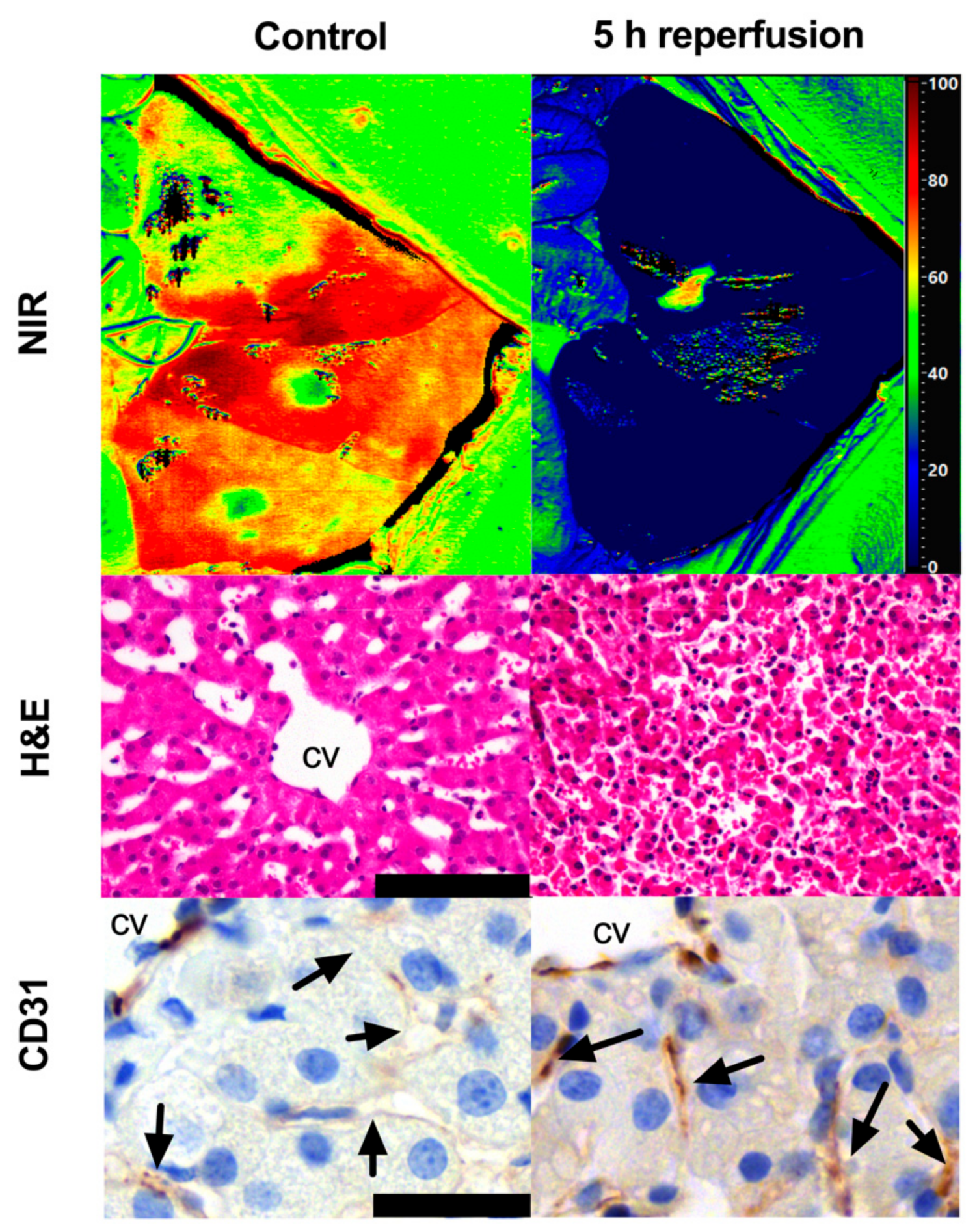Diagnostics 11 01527 g005