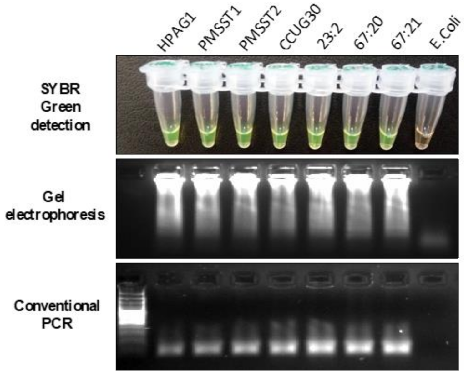 Diagnostics 11 01538 g001