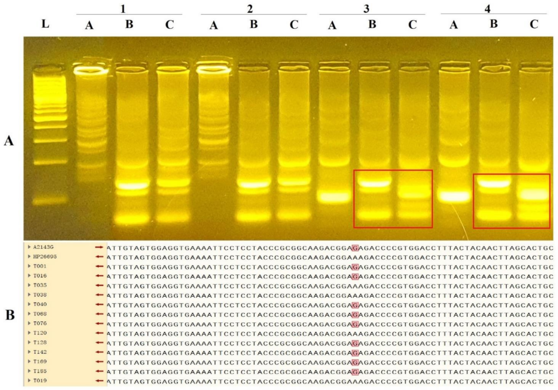 Diagnostics 11 01538 g003