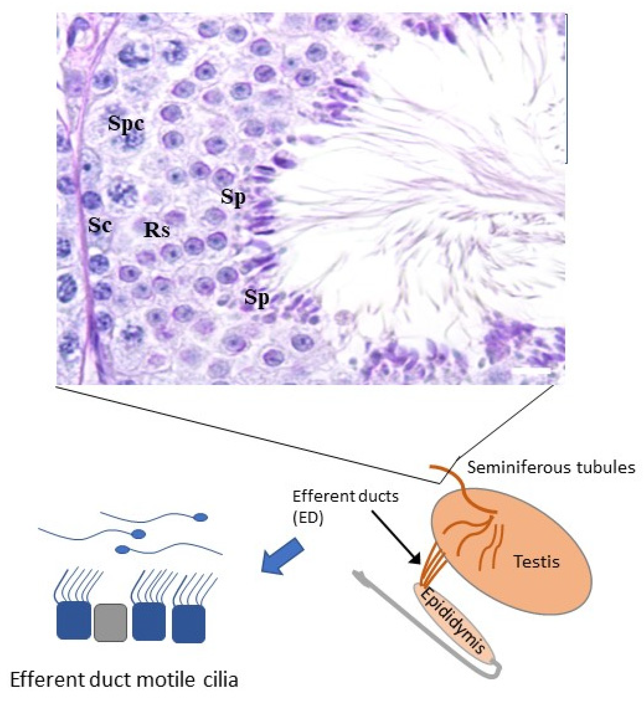 Diagnostics 11 01550 g003