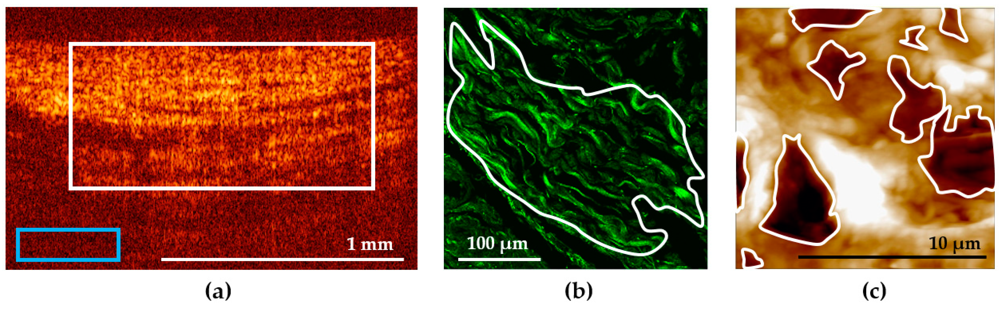 Diagnostics 11 01615 g001 Diagnostics 11 01615 g001