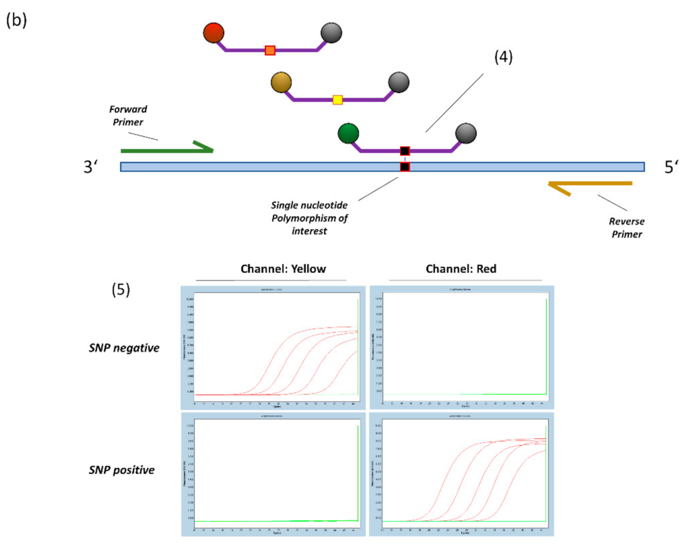 Diagnostics 11 01818 g001b