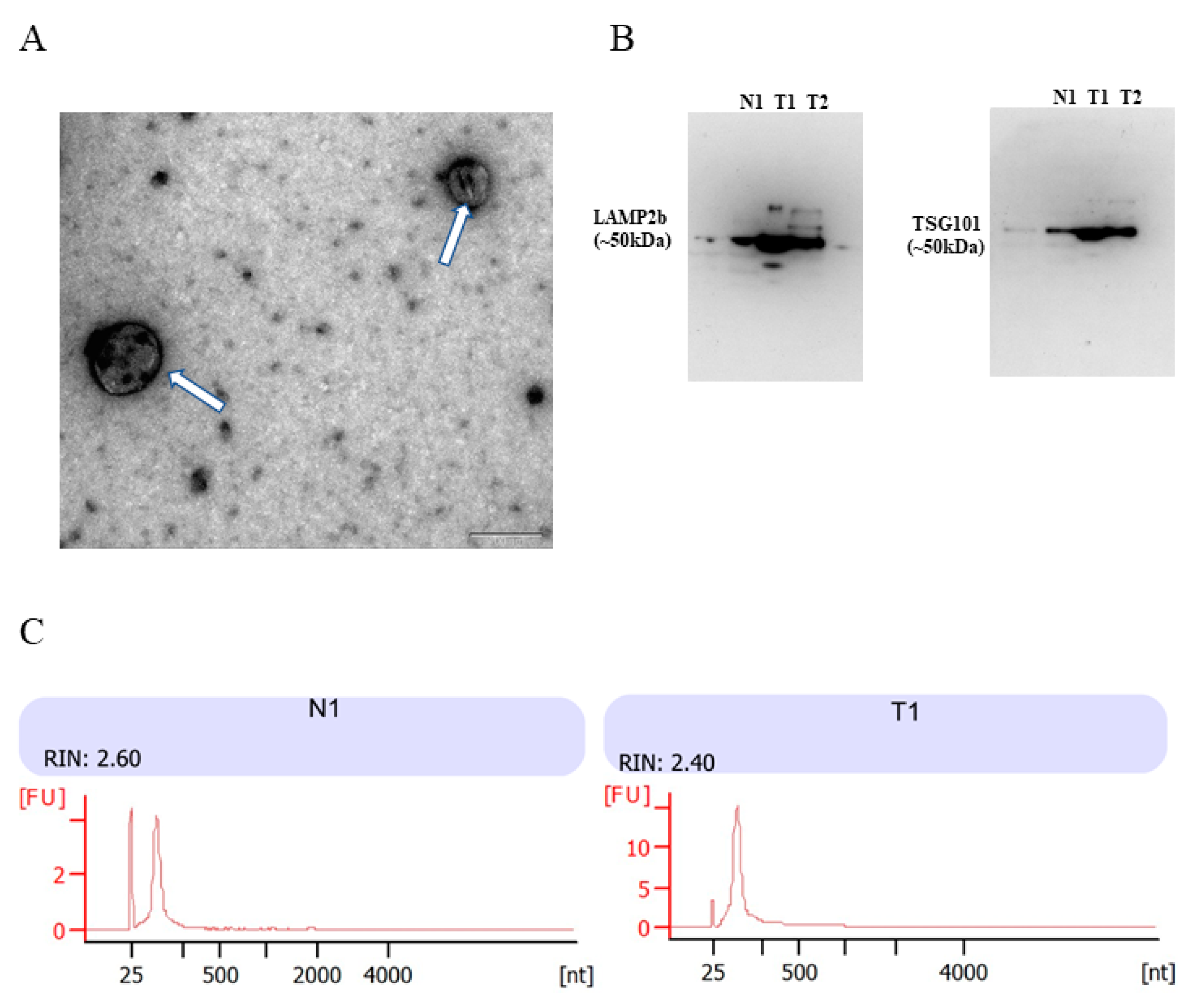 Diagnostics 11 01828 g001