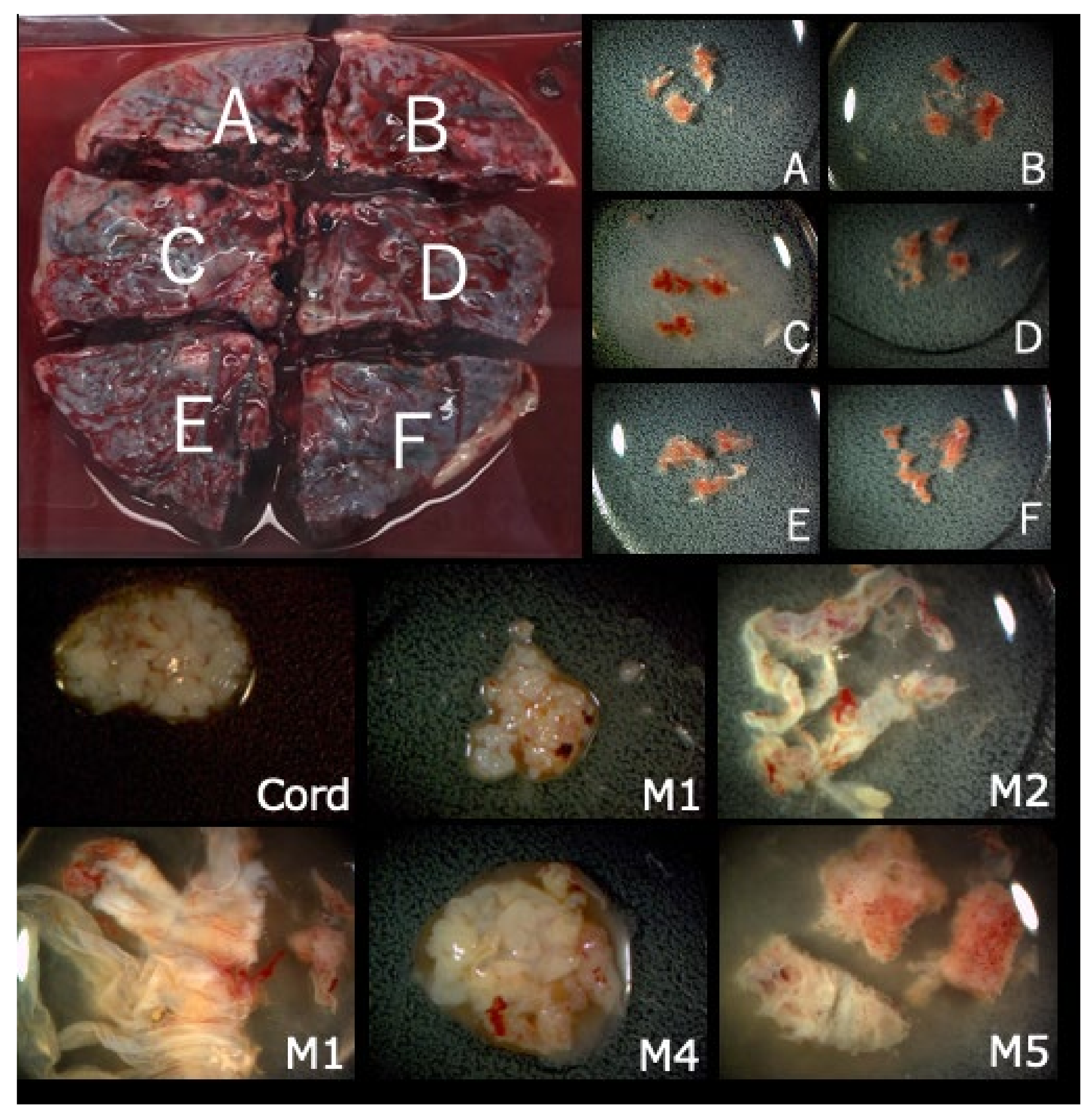 Diagnostics 11 01837 g006