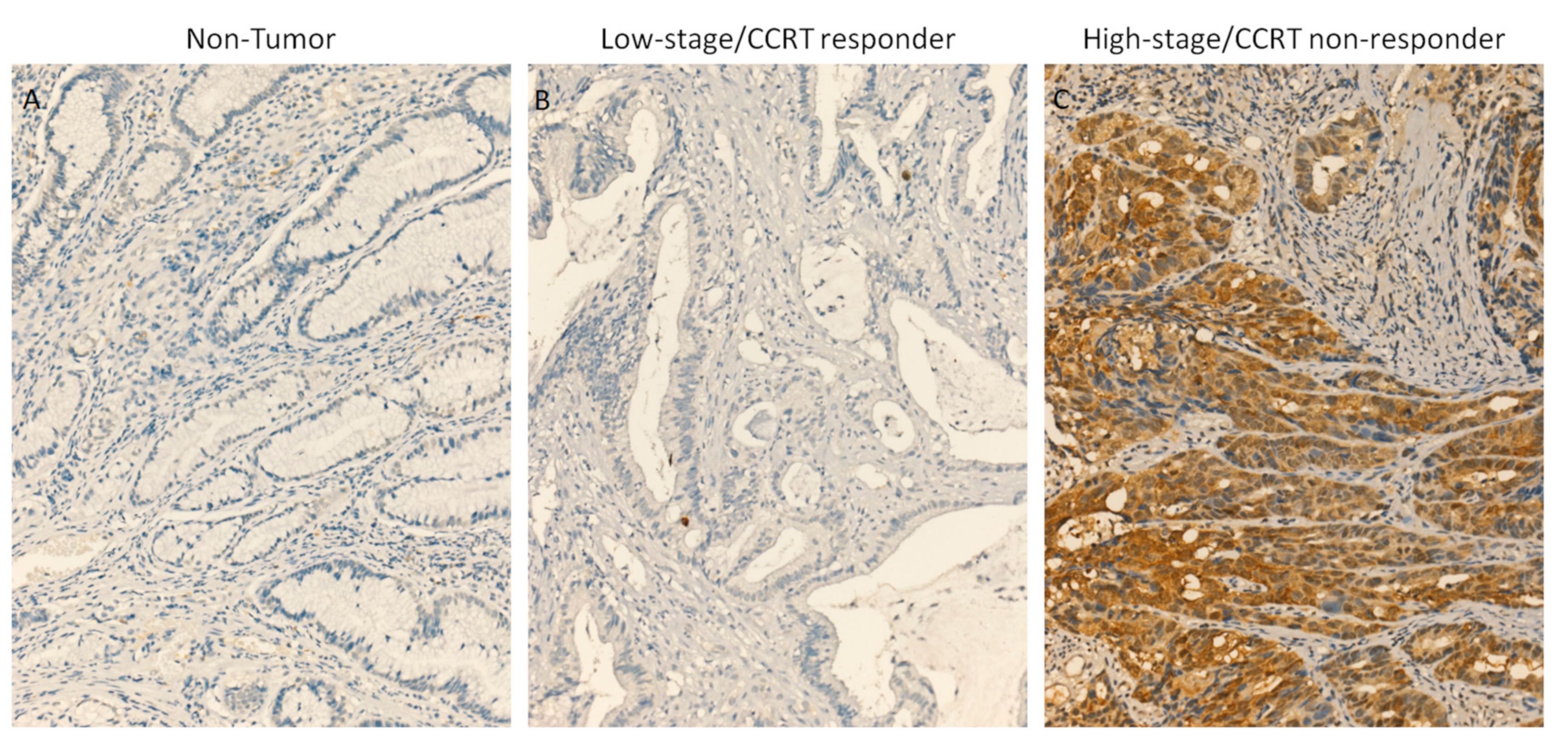 Diagnostics 11 02132 g002 Diagnostics 11 02132 g002