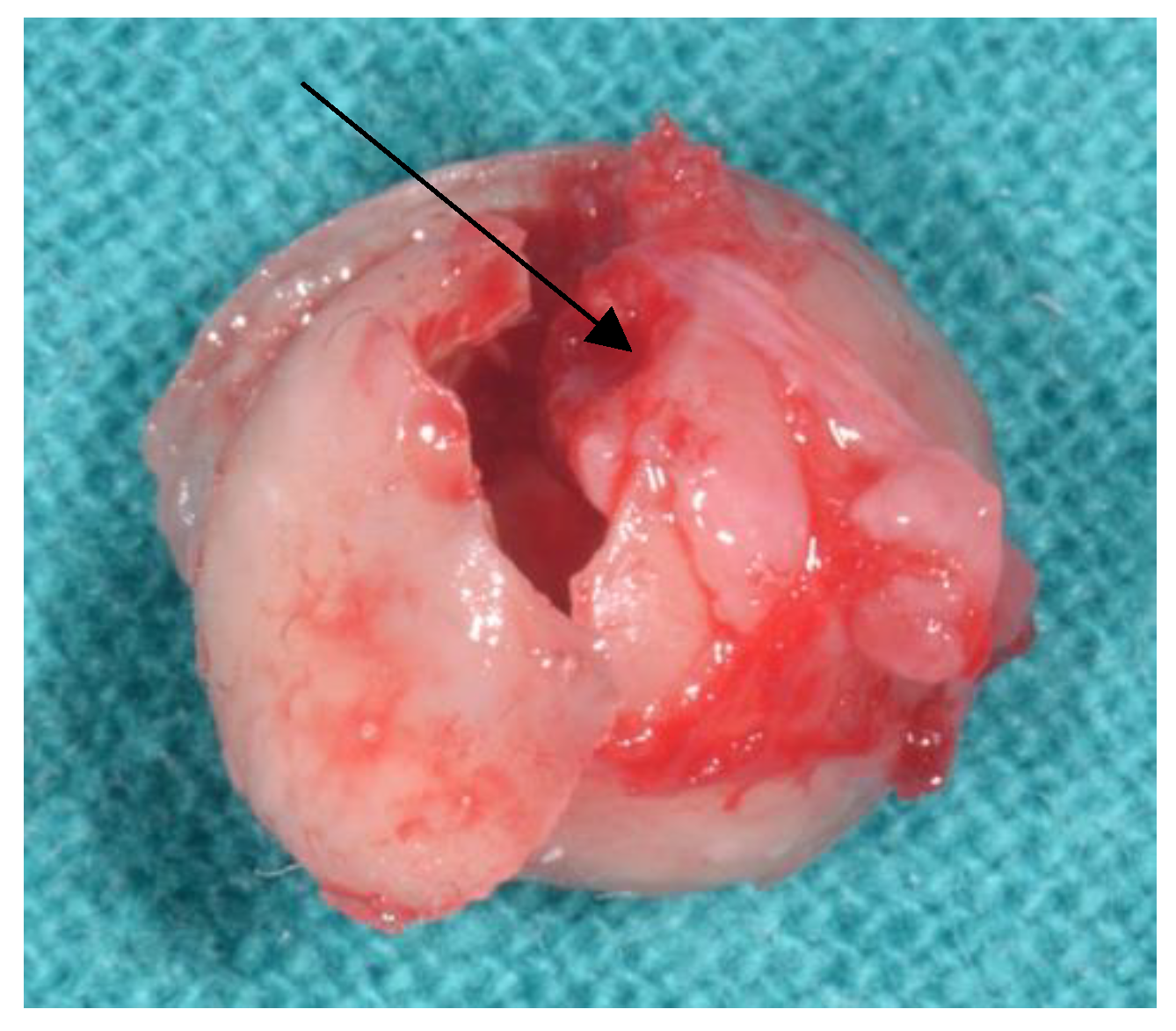 Diagnostics 11 02256 g002