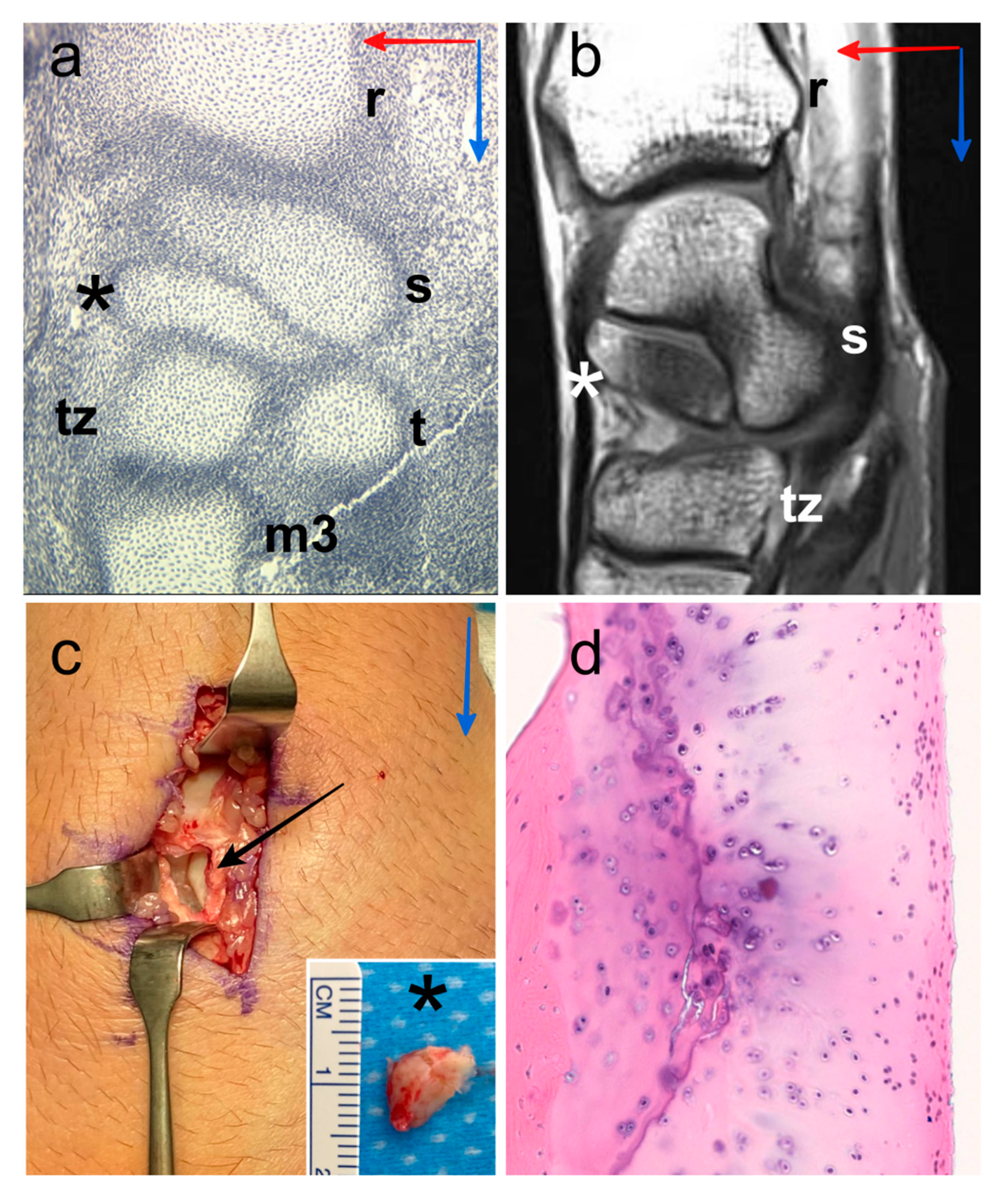 Diagnostics 11 02295 g001