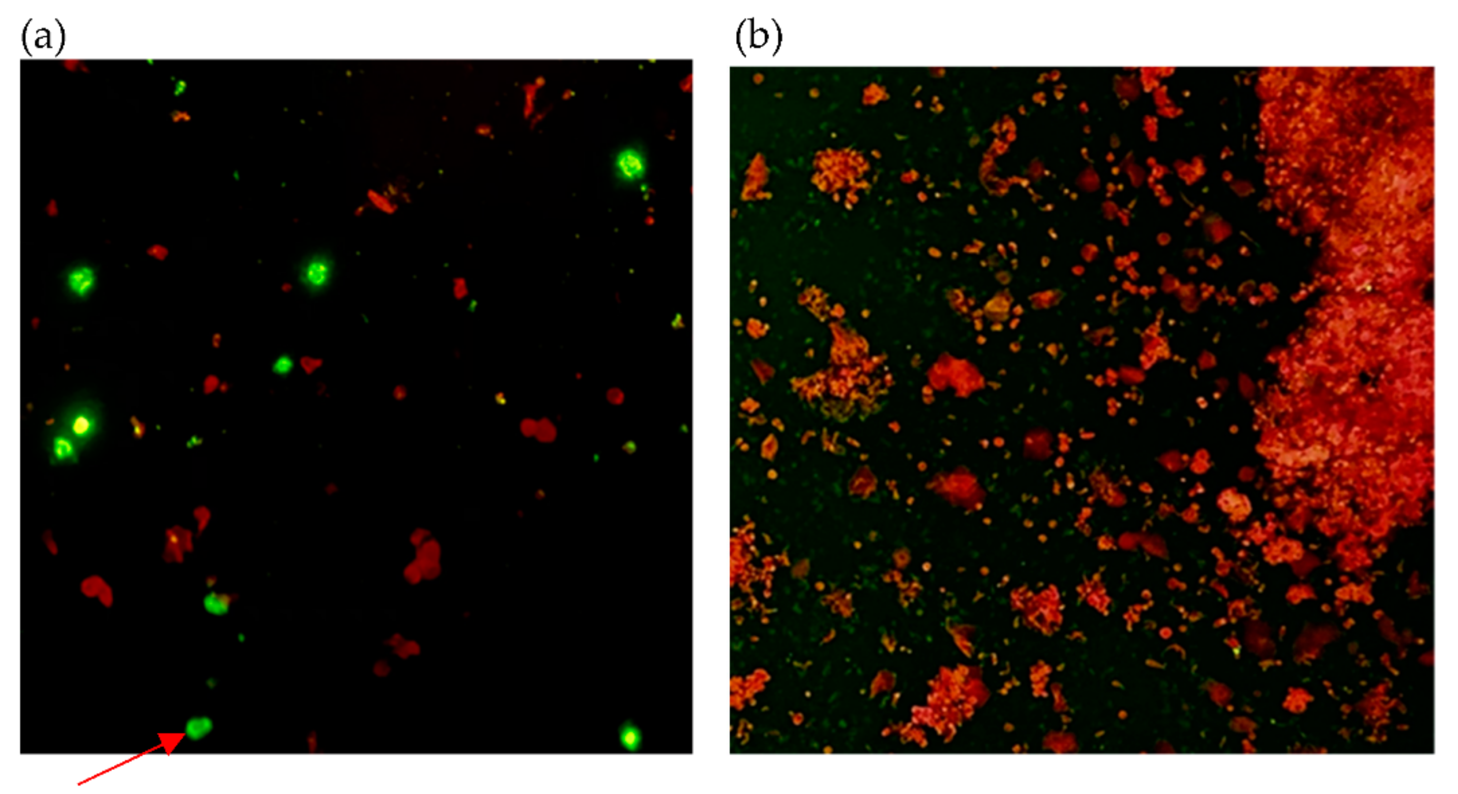Diagnostics 11 02346 g002