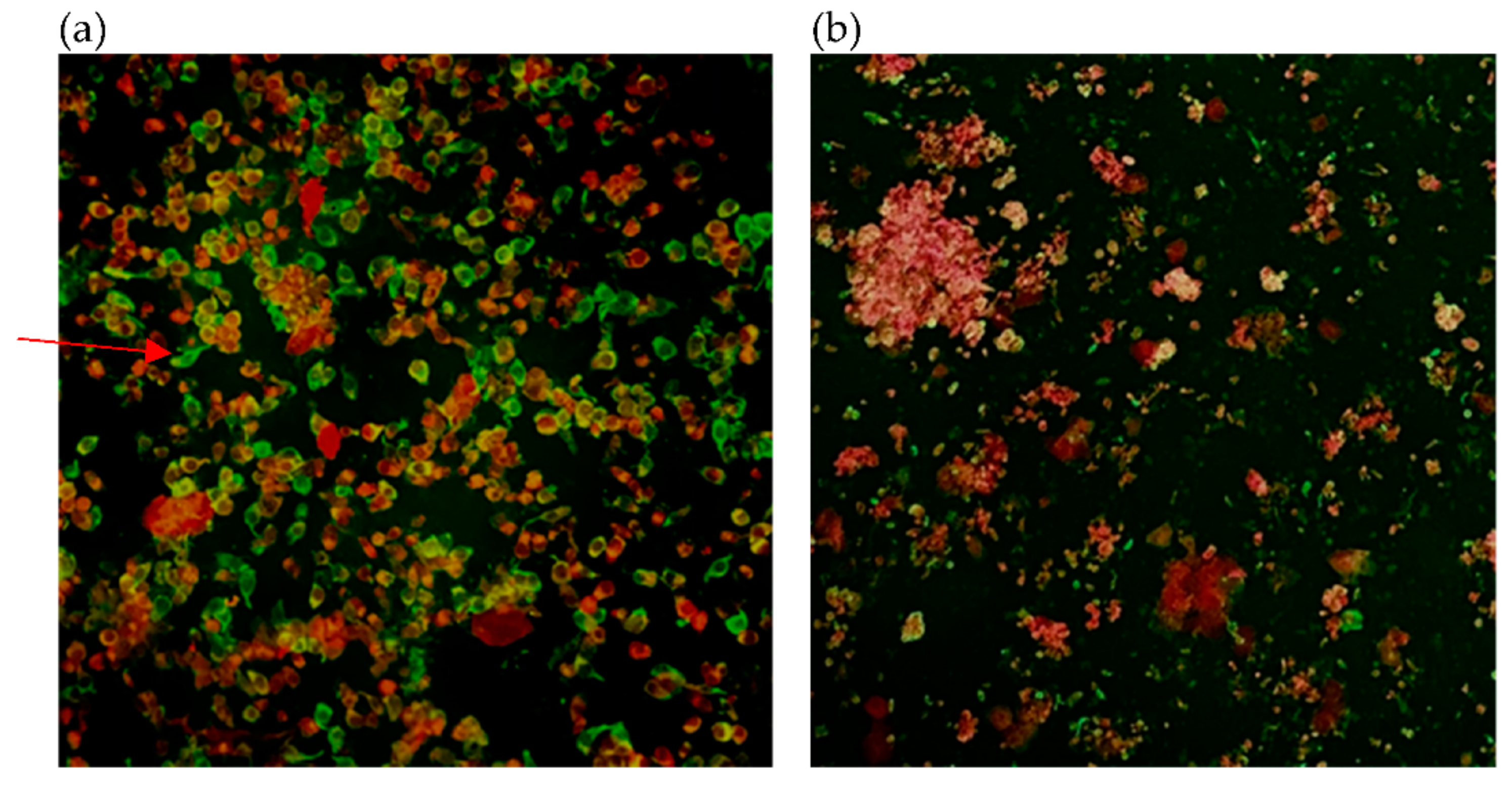 Diagnostics 11 02346 g003