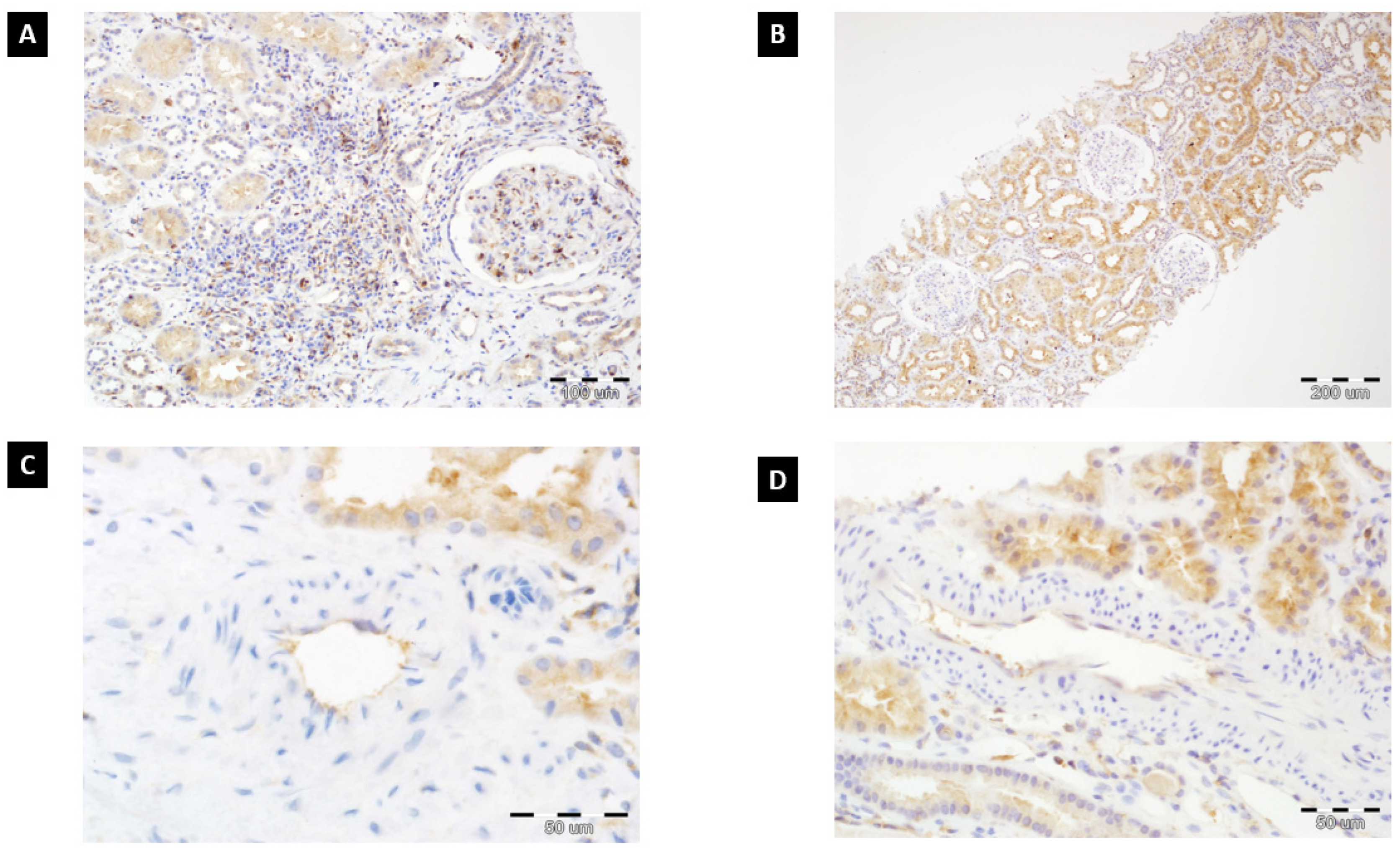 Diagnostics 11 02366 g001
