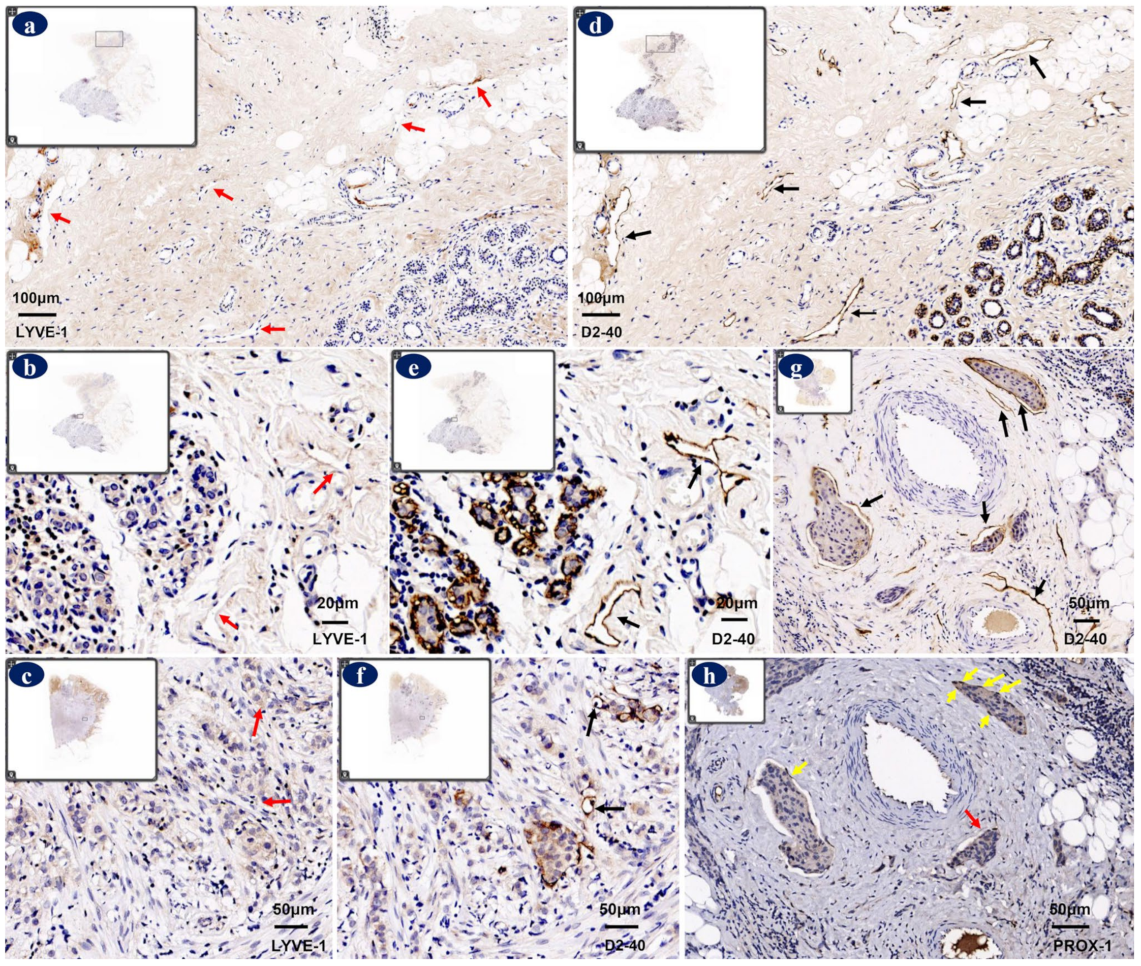 Diagnostics 12 00004 g003