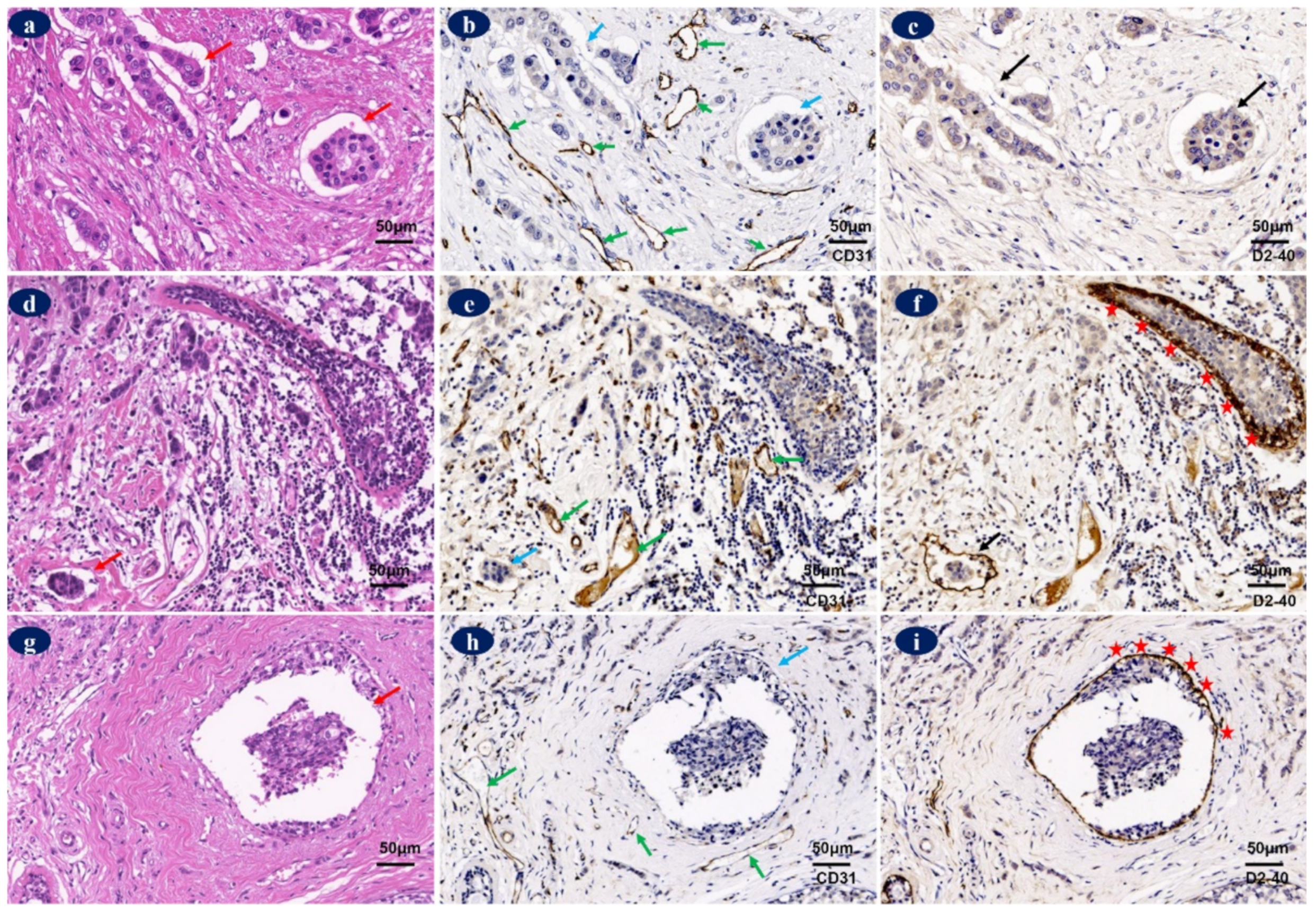 Diagnostics 12 00004 g005