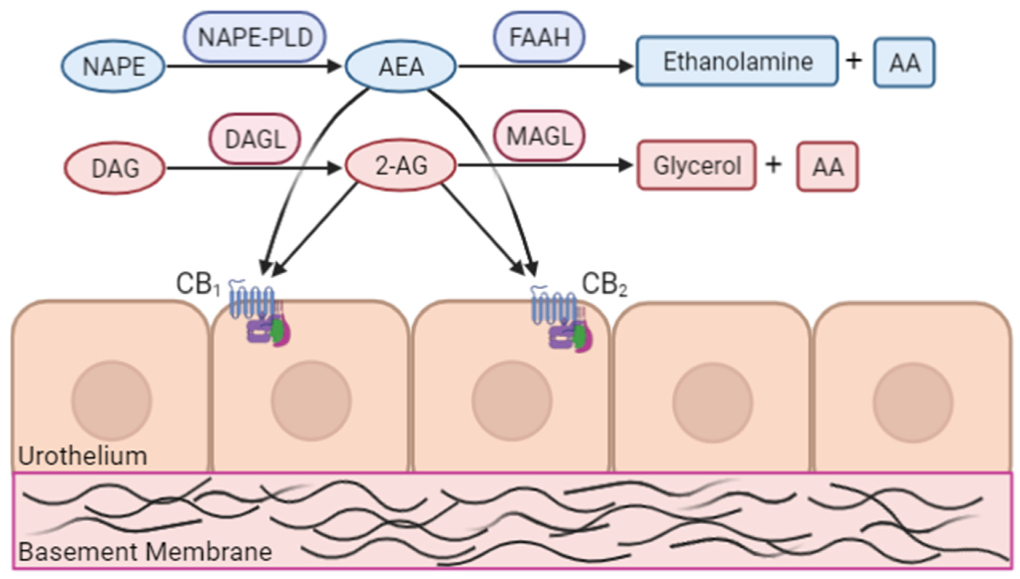 Diagnostics 12 00019 g001