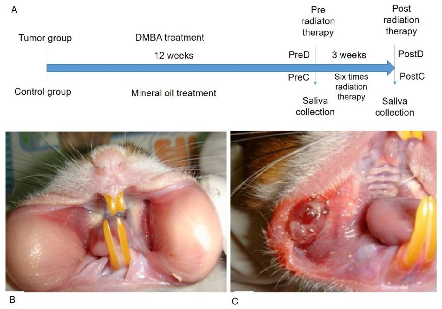Diagnostics 12 00065 g001