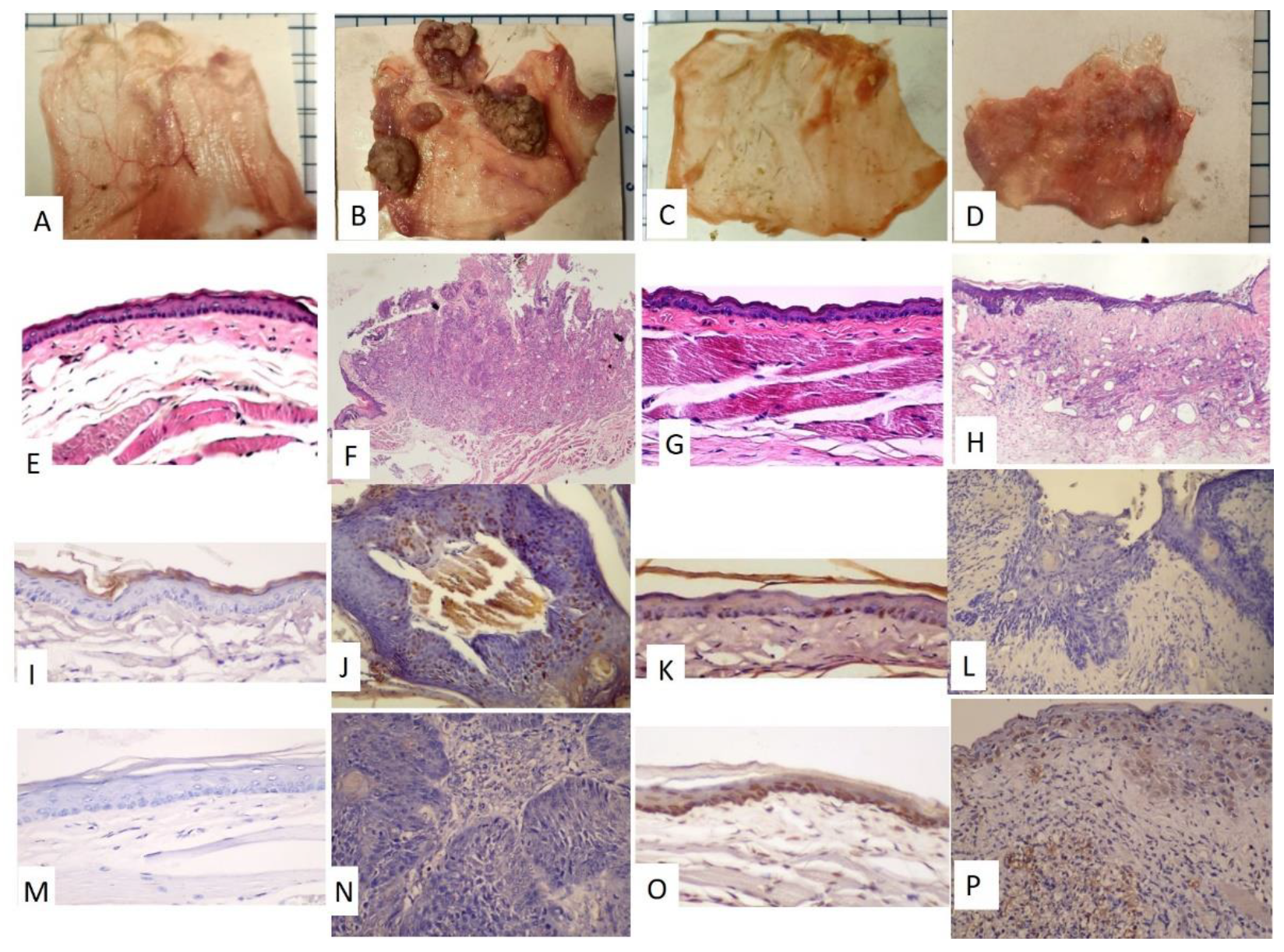 Diagnostics 12 00065 g002