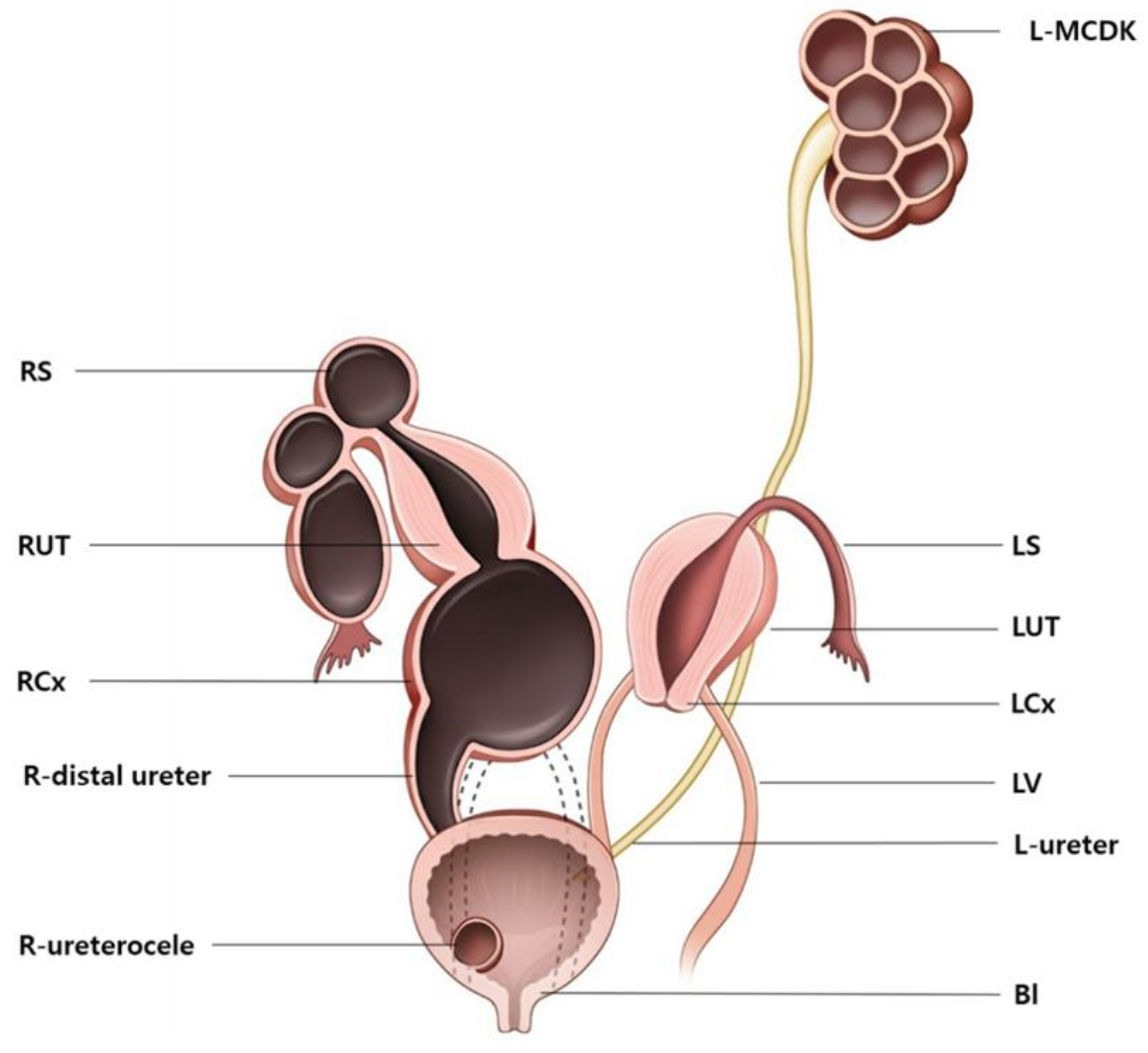 Diagnostics 12 00083 g003