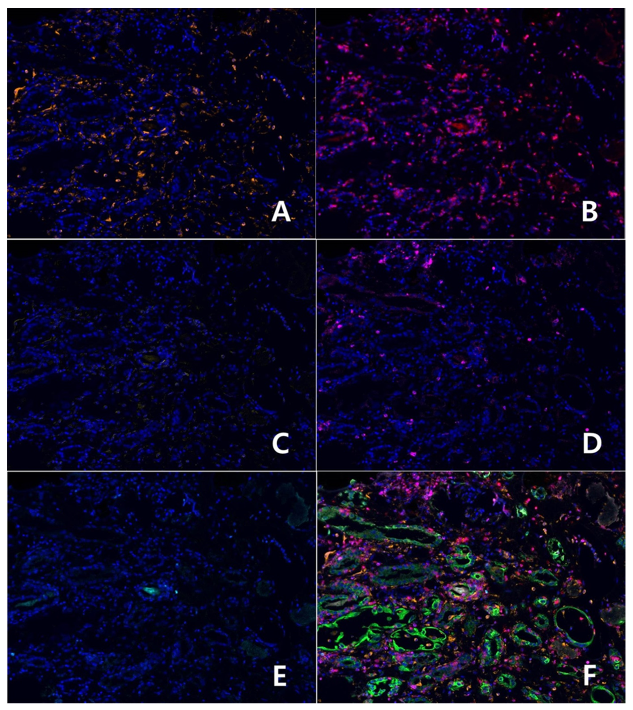 Diagnostics 12 00268 g003