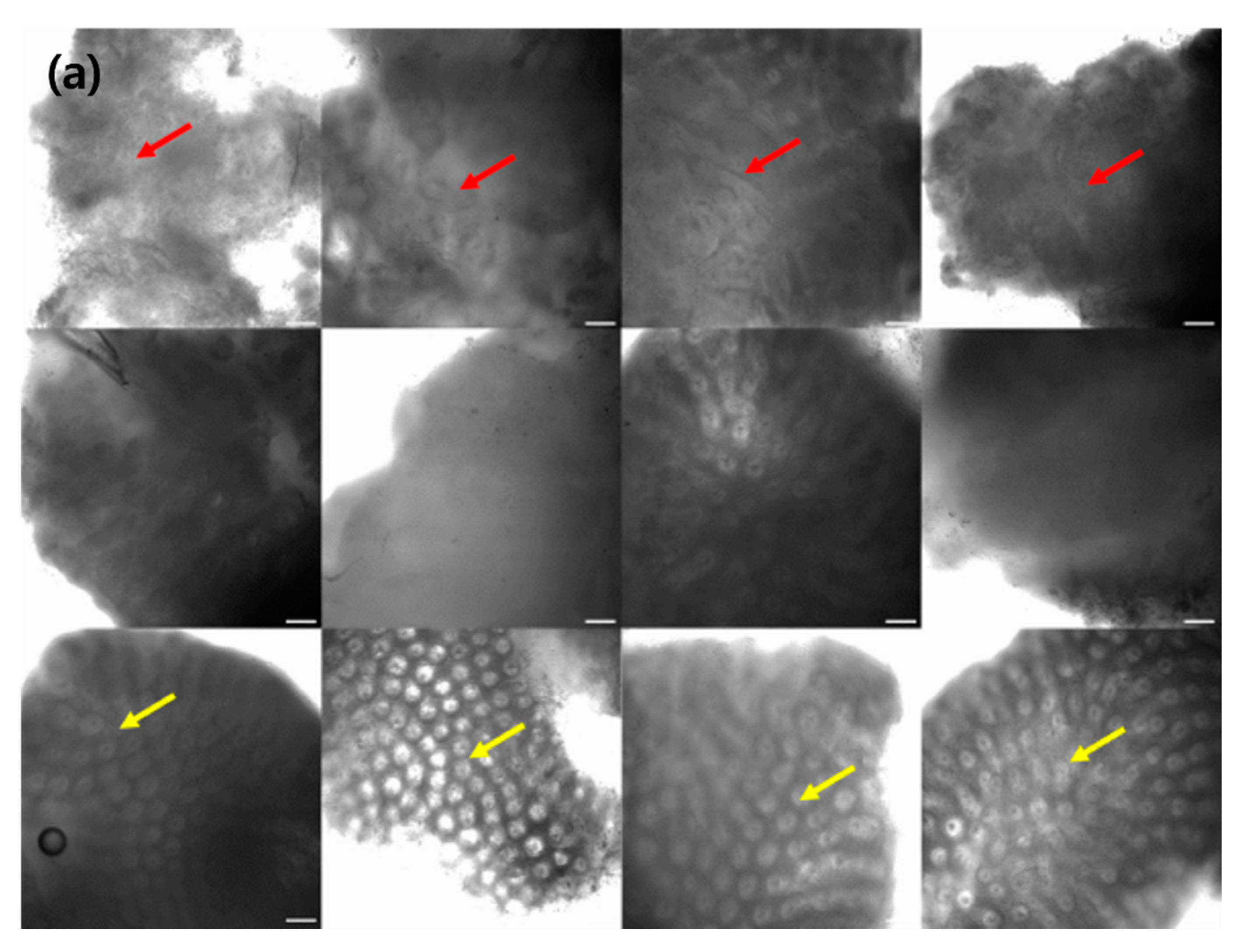 Diagnostics 12 00288 g002a