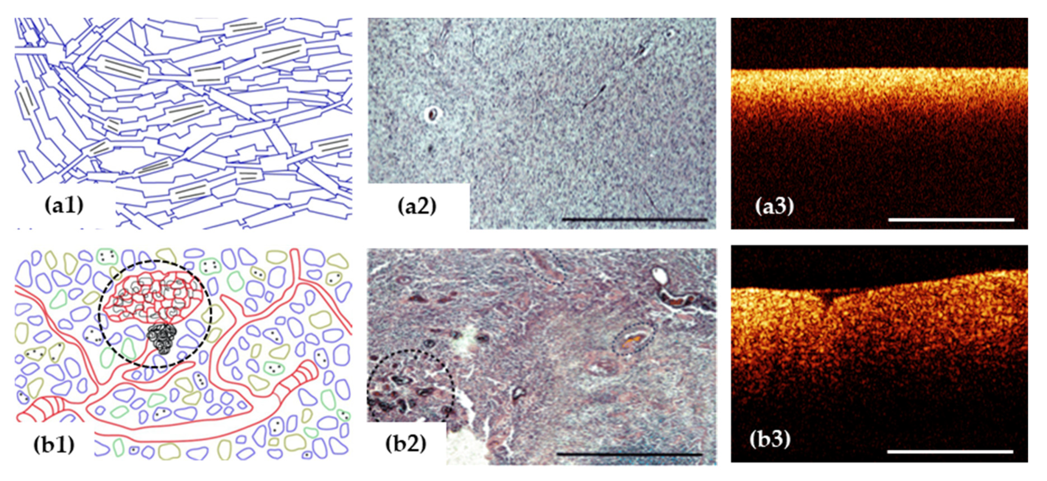 Diagnostics 12 00335 g003