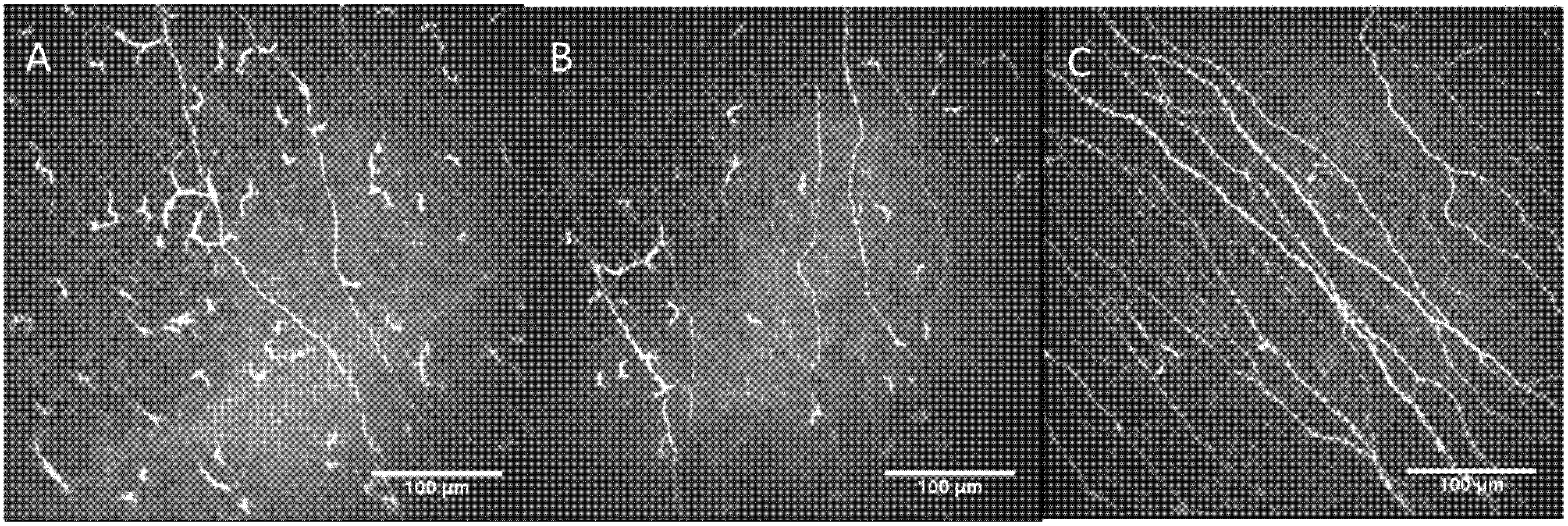 Diagnostics 12 00343 g001