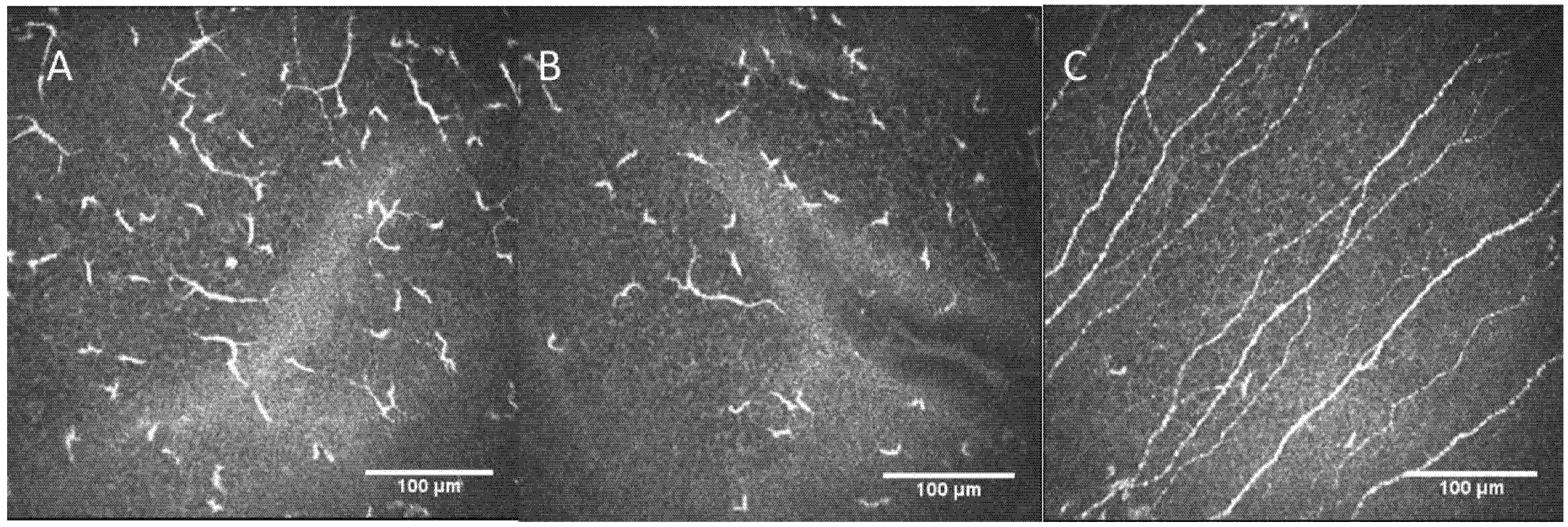 Diagnostics 12 00343 g002