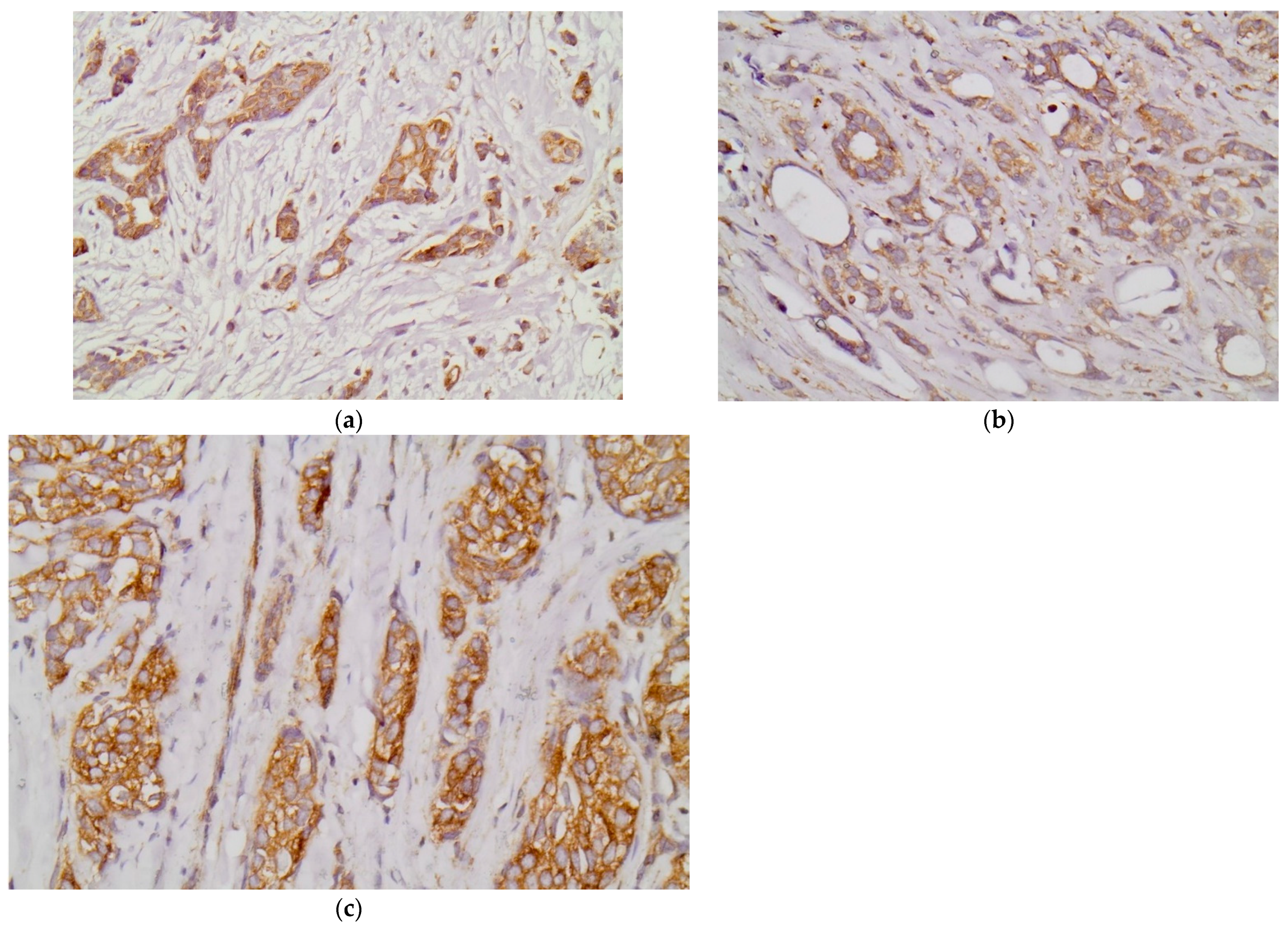 Diagnostics 12 00366 g001