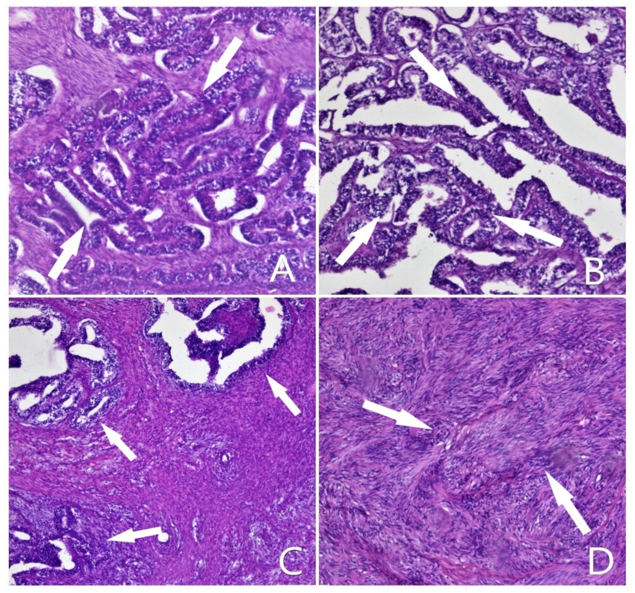 Diagnostics 12 00368 g001