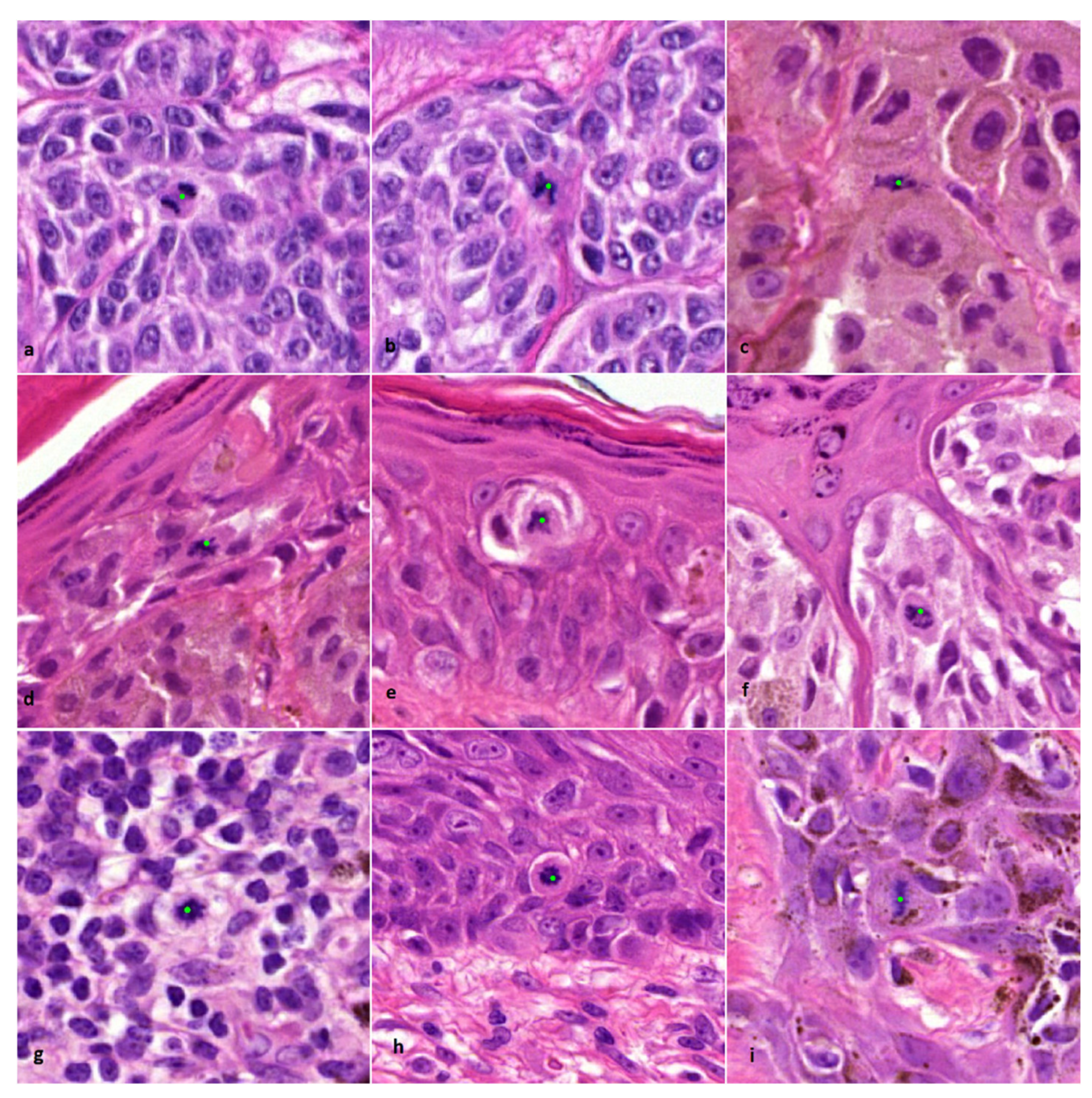 Diagnostics 12 00436 g001
