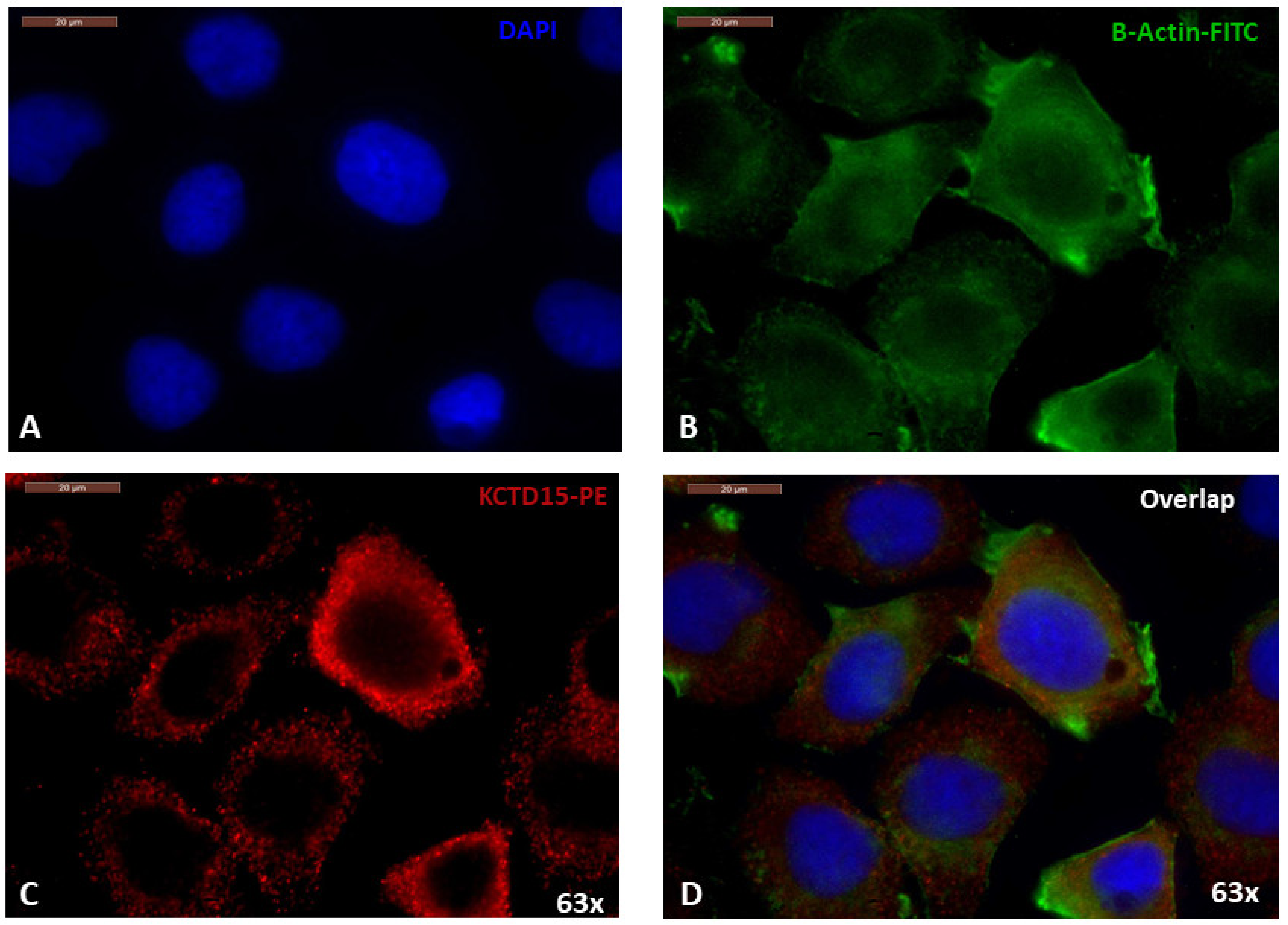 Diagnostics 12 00591 g003