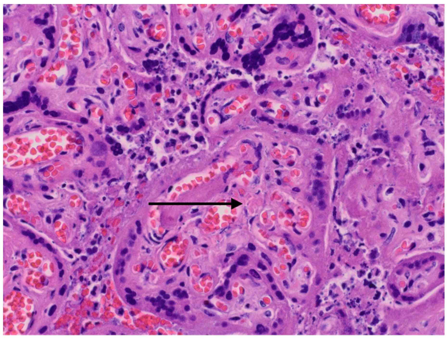 Diagnostics 12 00655 g002 Diagnostics 12 00655 g002