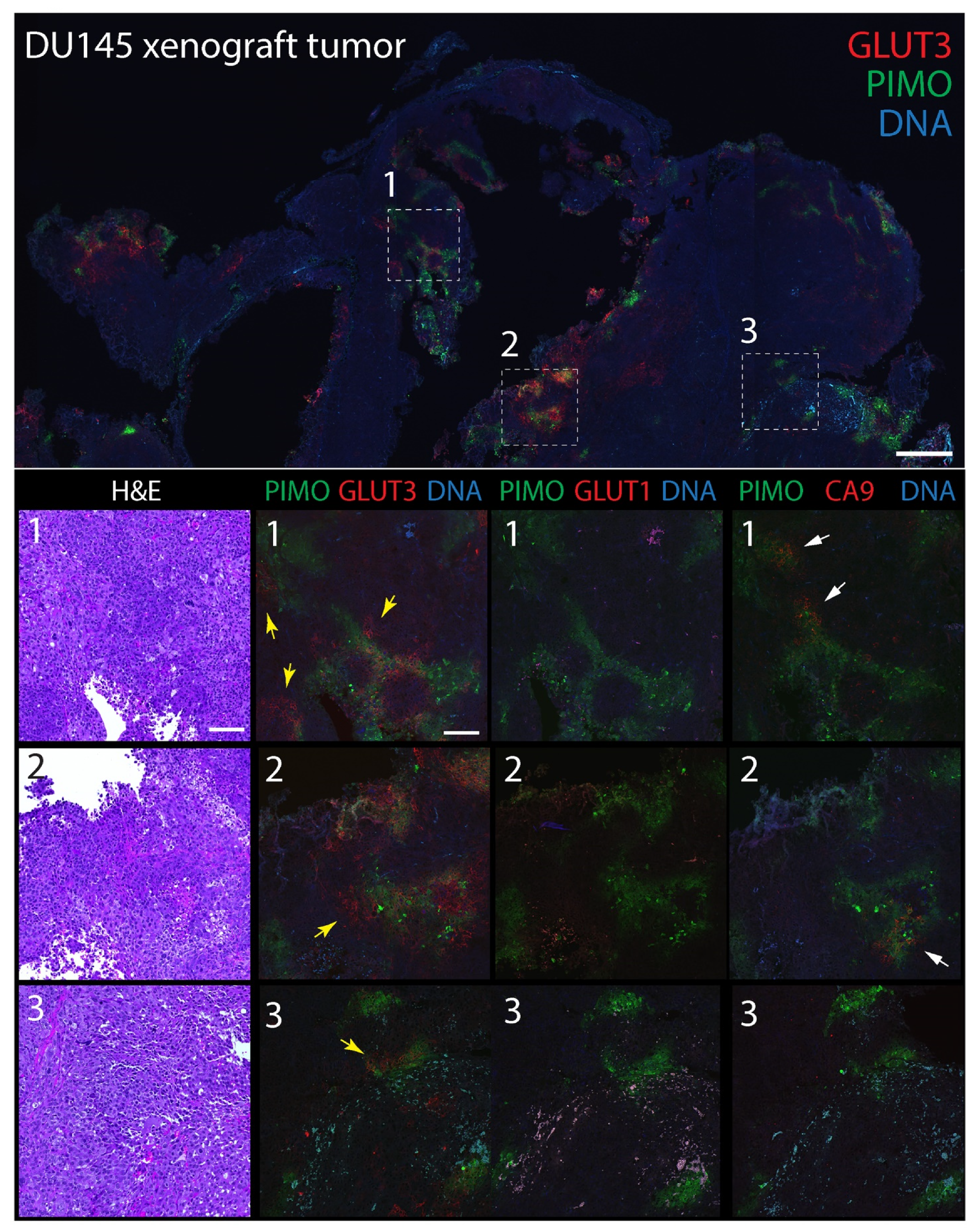 Diagnostics 12 00676 g004