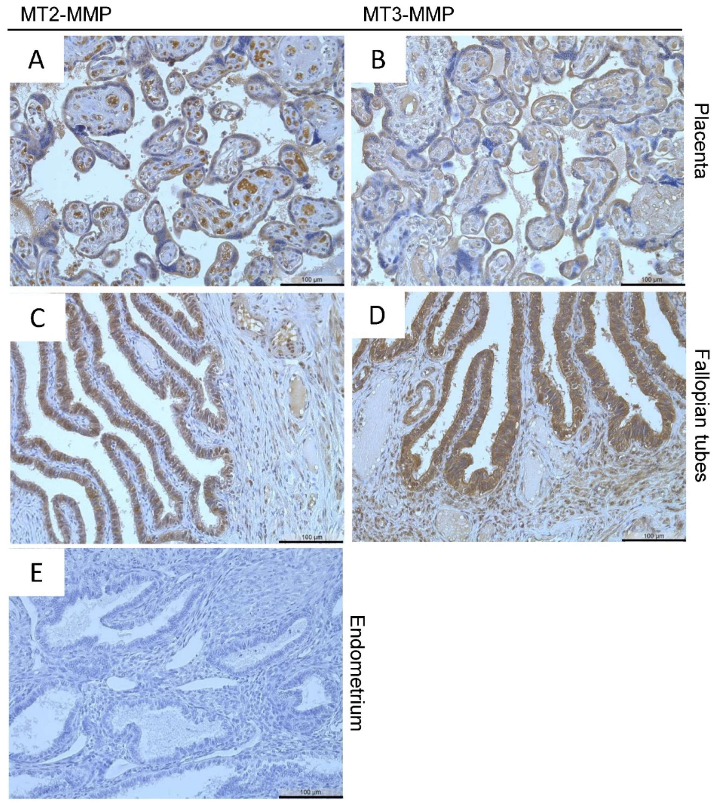 Diagnostics 12 00779 g001