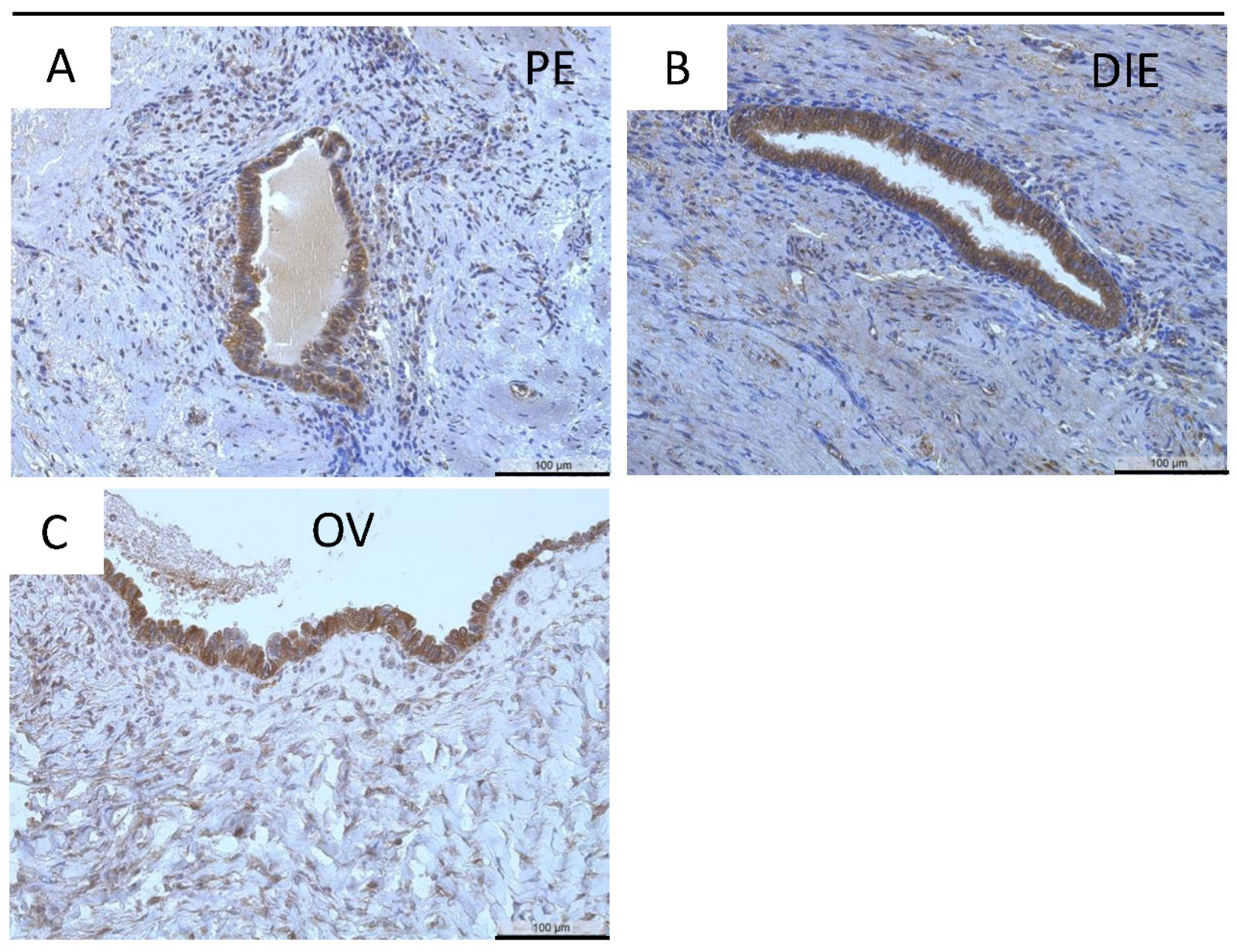 Diagnostics 12 00779 g003