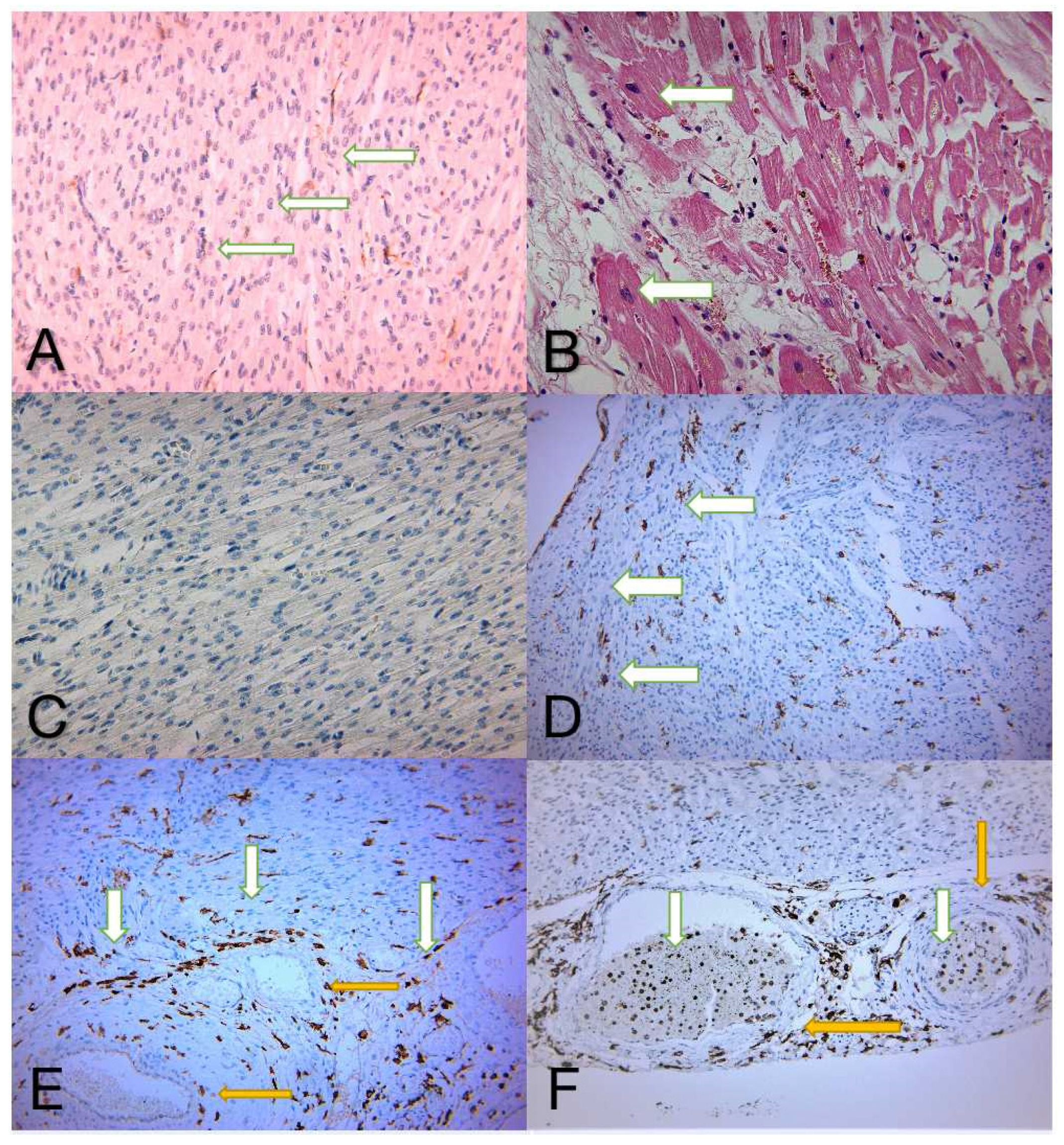 Diagnostics 12 00781 g001