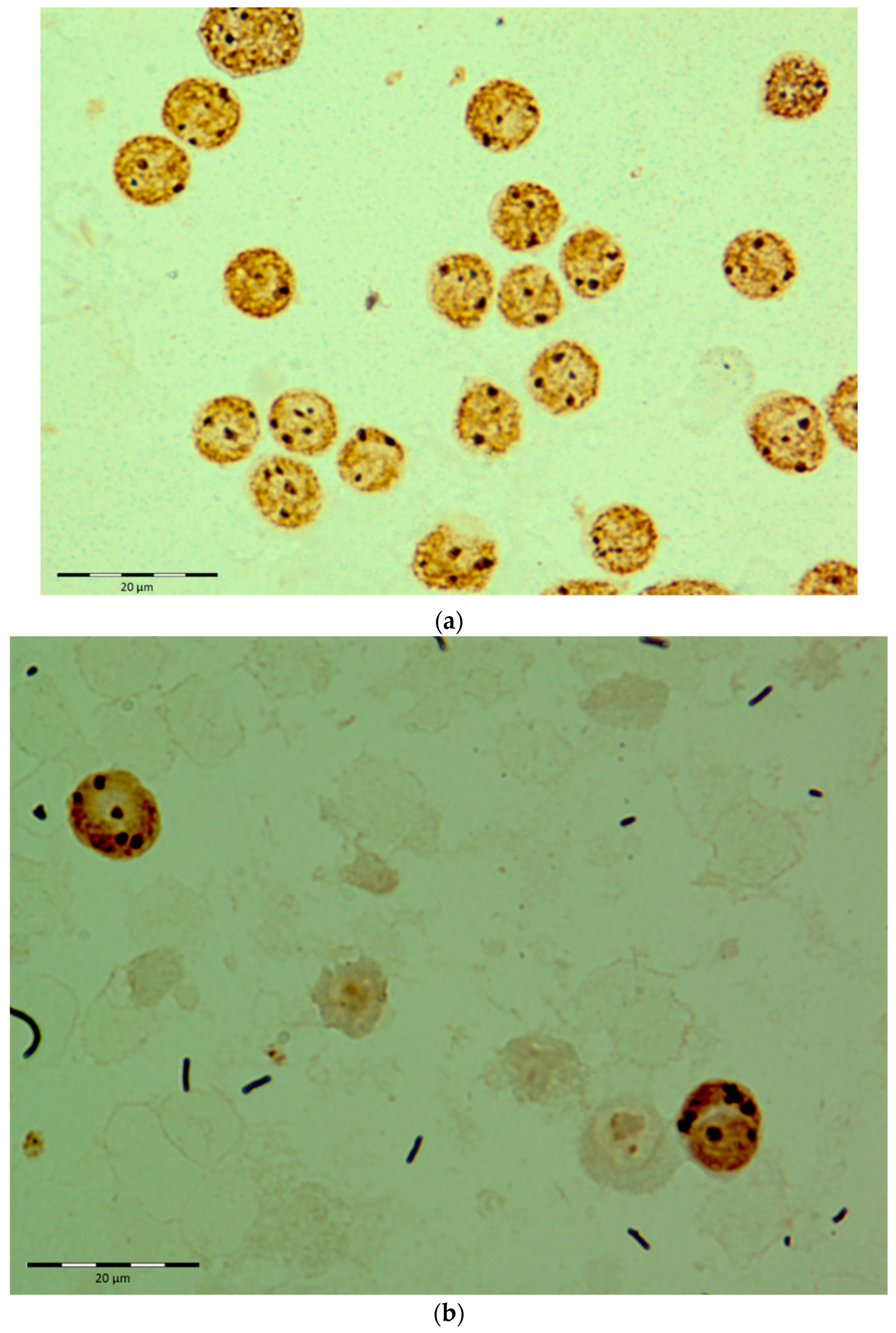 Diagnostics 12 00832 g001a